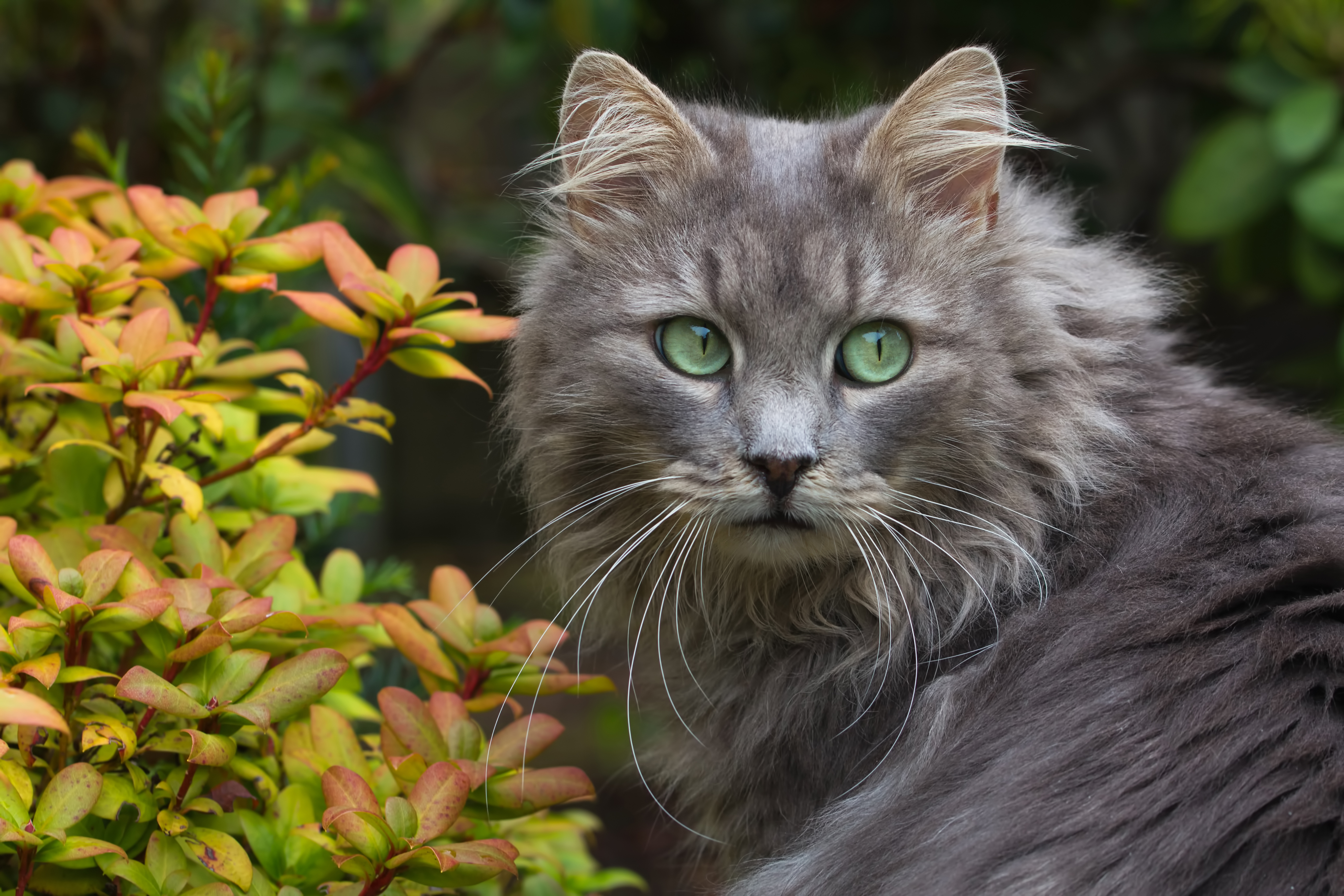 Кот. Сибирская дымчатая длинношерстная. Мейн-кун. Серый пушистый кот. Пушистая кошка.