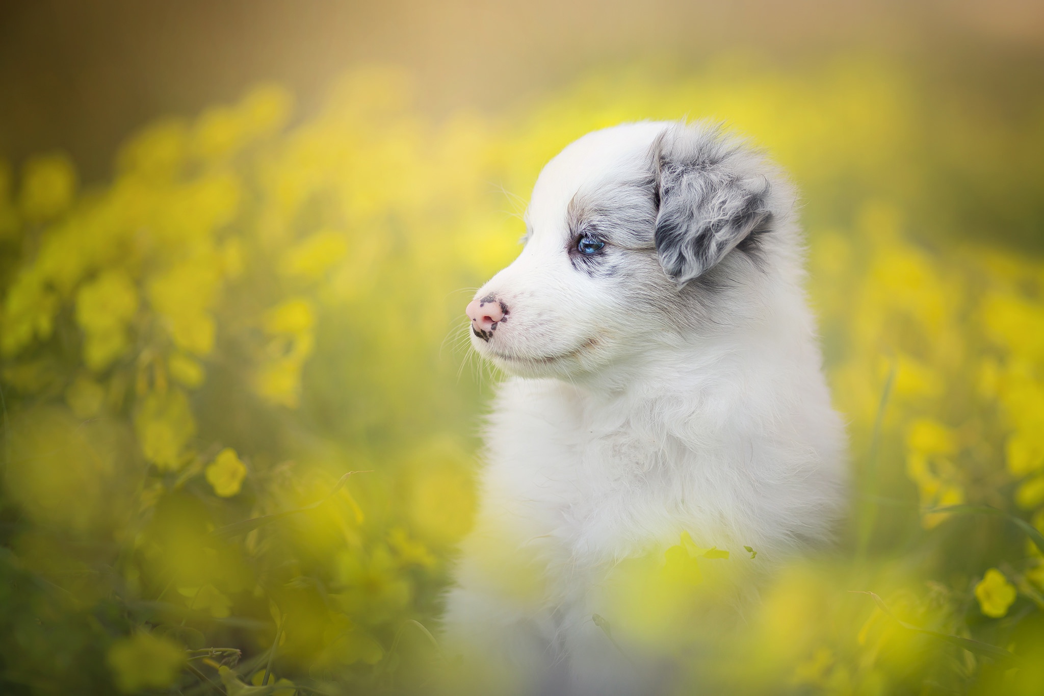 Download mobile wallpaper Dogs, Flower, Dog, Animal, Puppy, Border Collie, Baby Animal for free.