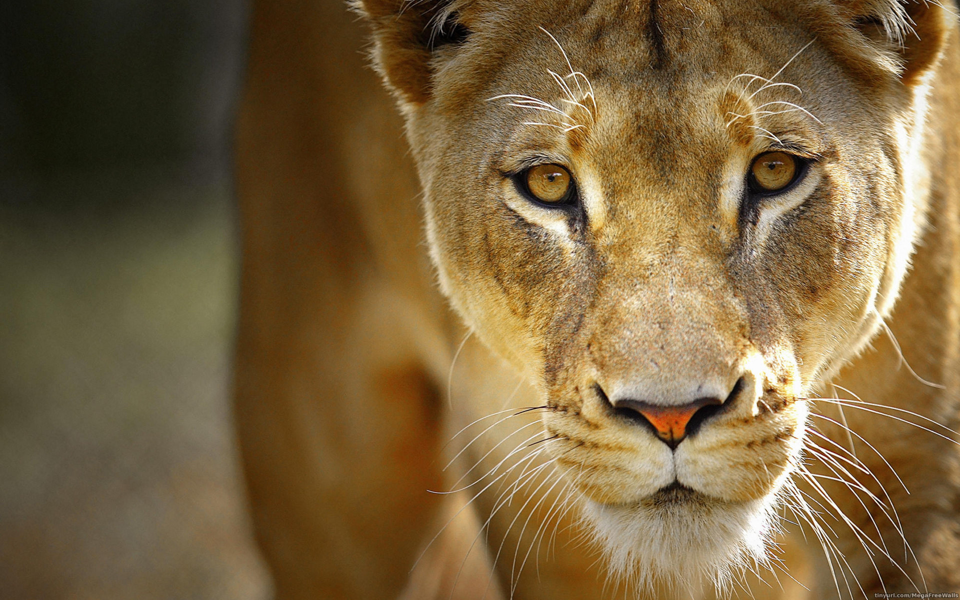 263183 télécharger l'image lion, animaux, fermer, lionne, chats - fonds d'écran et économiseurs d'écran gratuits
