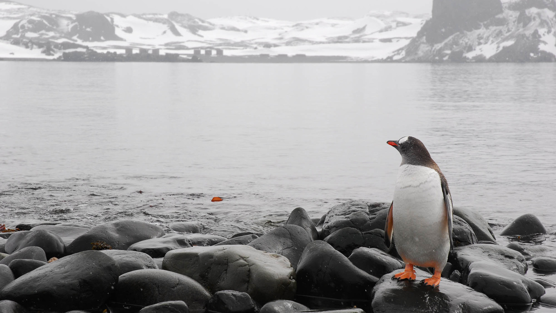 Handy-Wallpaper Landschaft, Tiere, Pinguins, Sea kostenlos herunterladen.