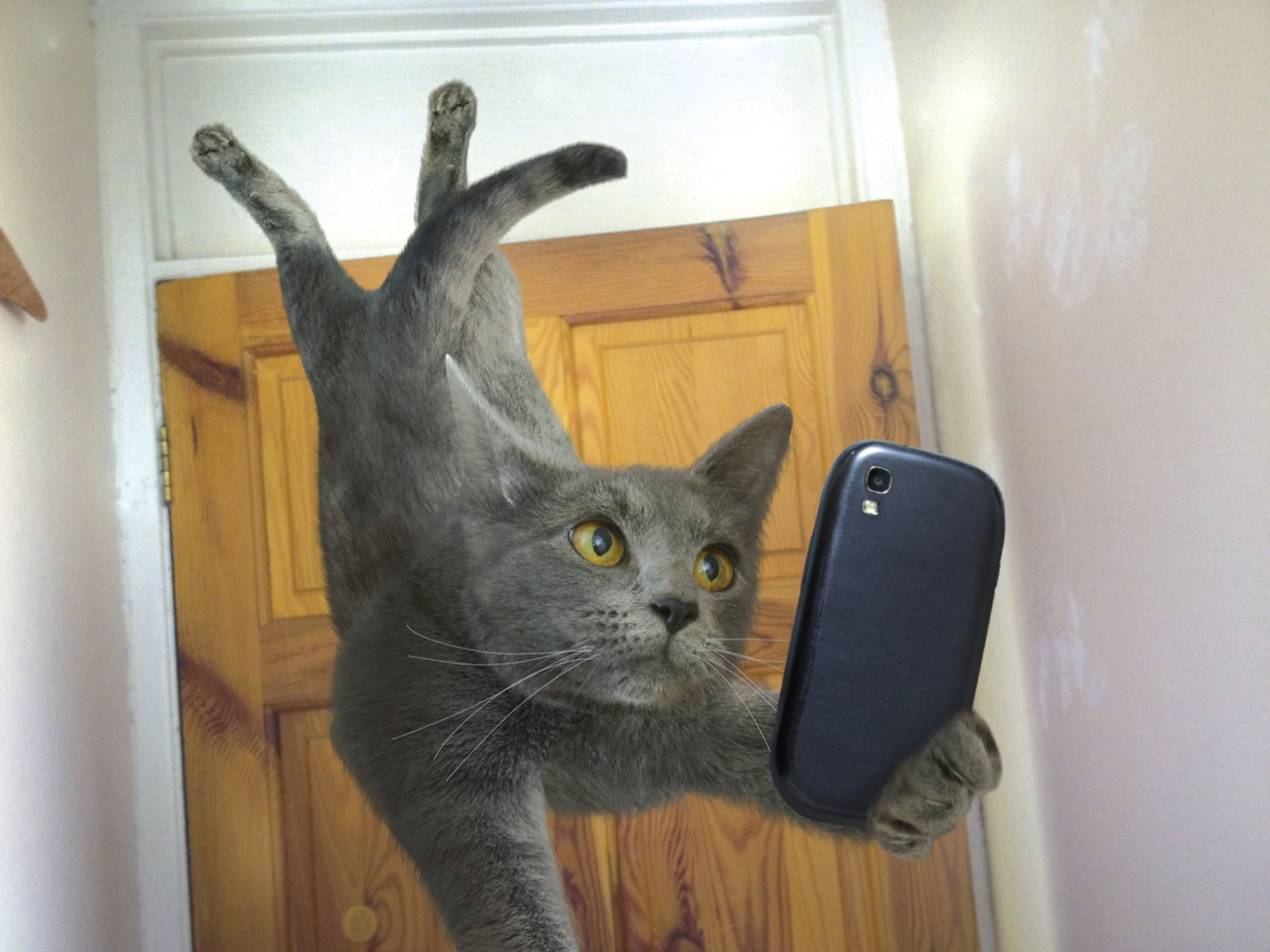 378807 descargar imagen humor, gato, autofoto, teléfono inteligente, gatos: fondos de pantalla y protectores de pantalla gratis