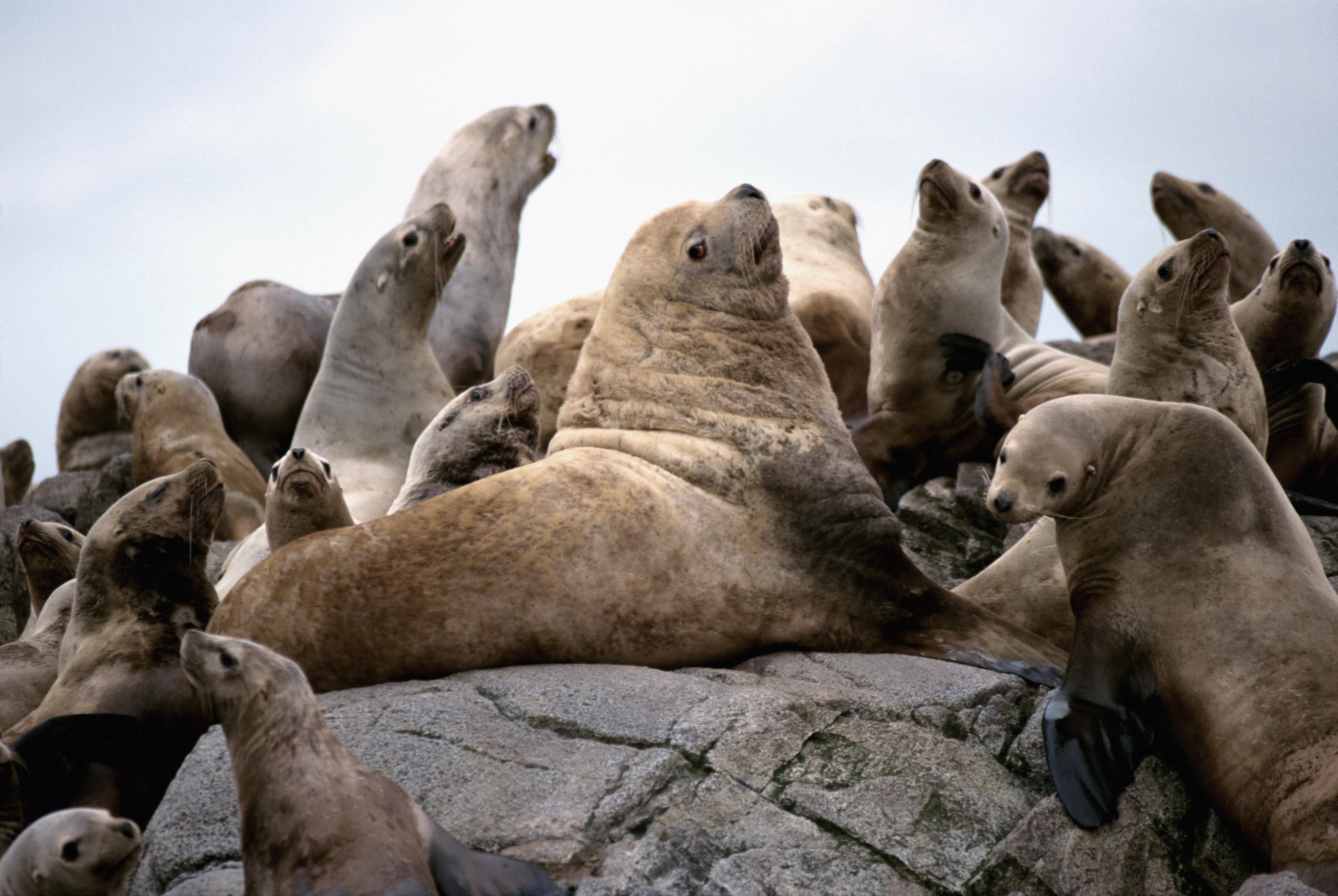 seals, animals, rock, flock HD wallpaper