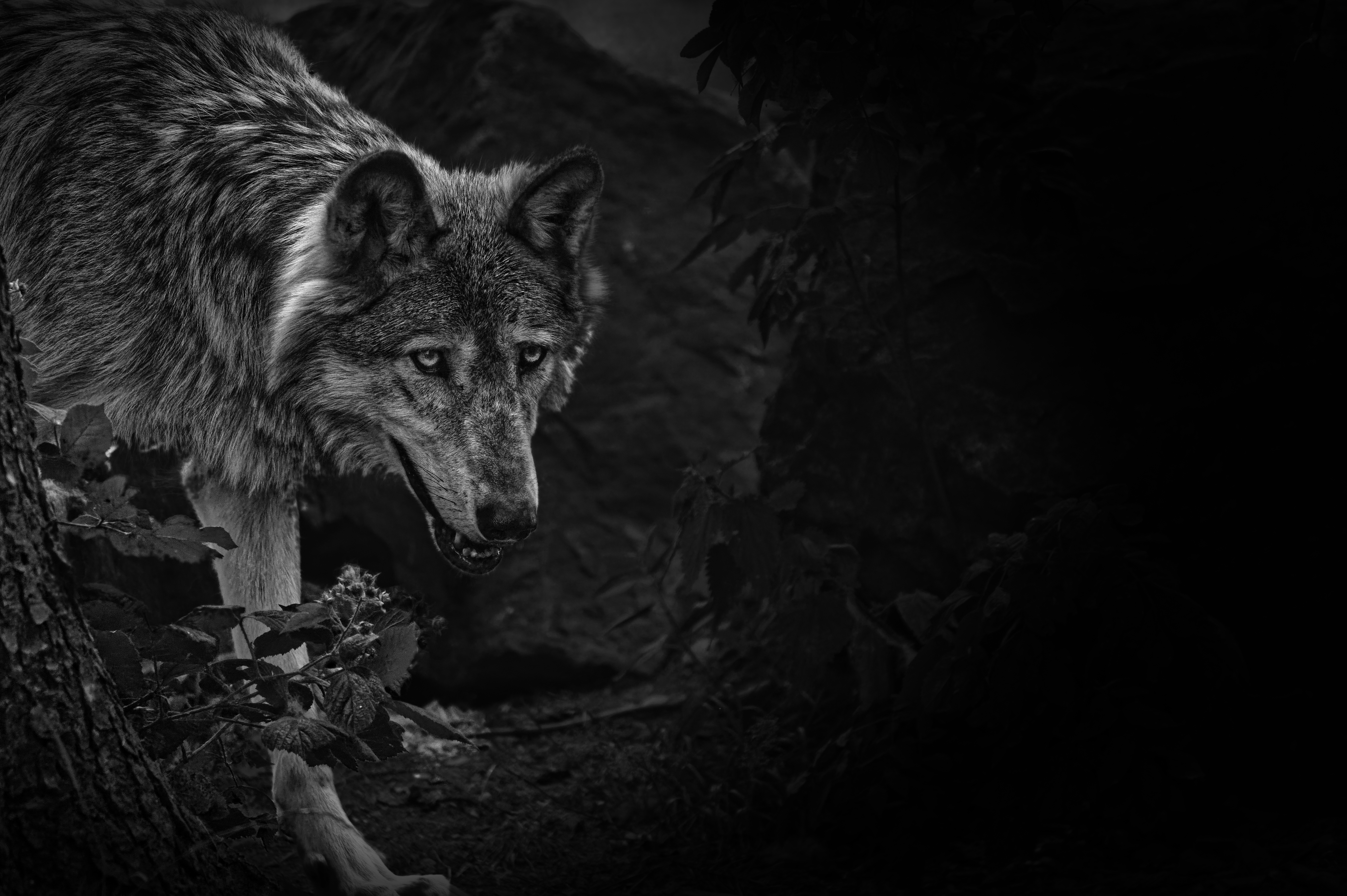 Free download wallpaper Predator, Wolf, Bw, Animals, Wildlife, Chb, Beast on your PC desktop
