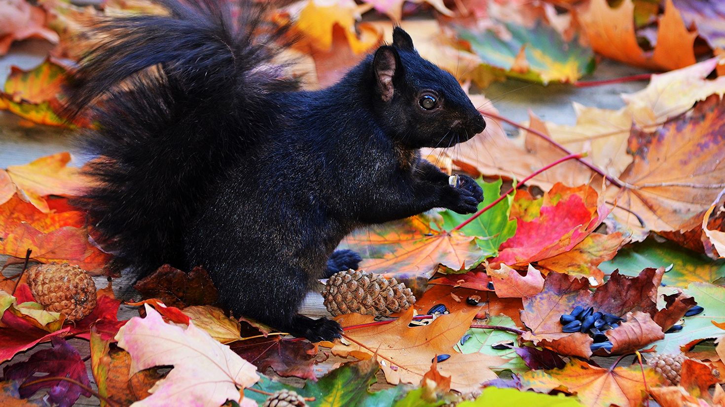 Осенний зверь. Животные осенью. Животные осенью фото. Черная белка. Белка осенью.