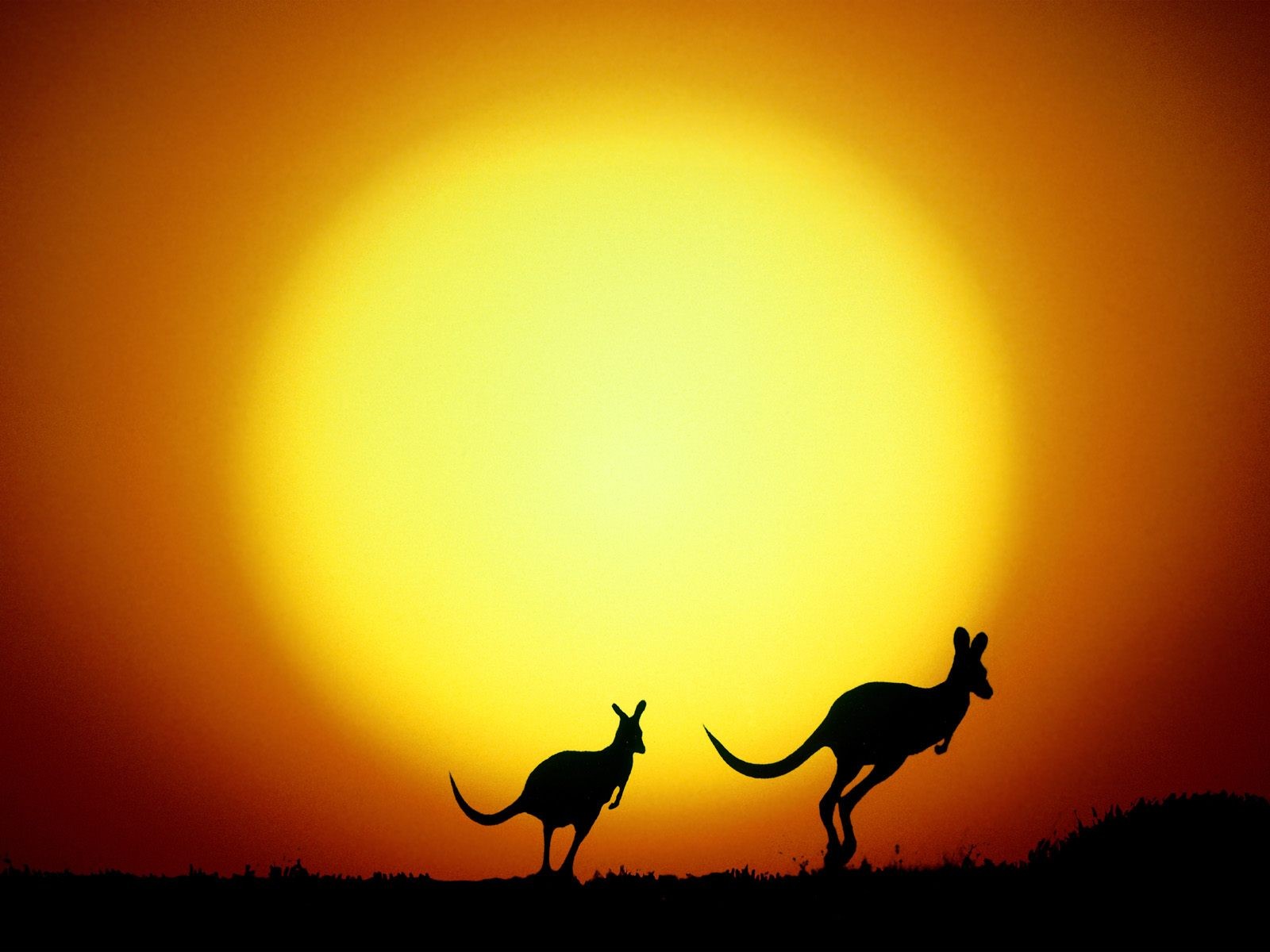 animal, kangaroo, silhouette Full HD