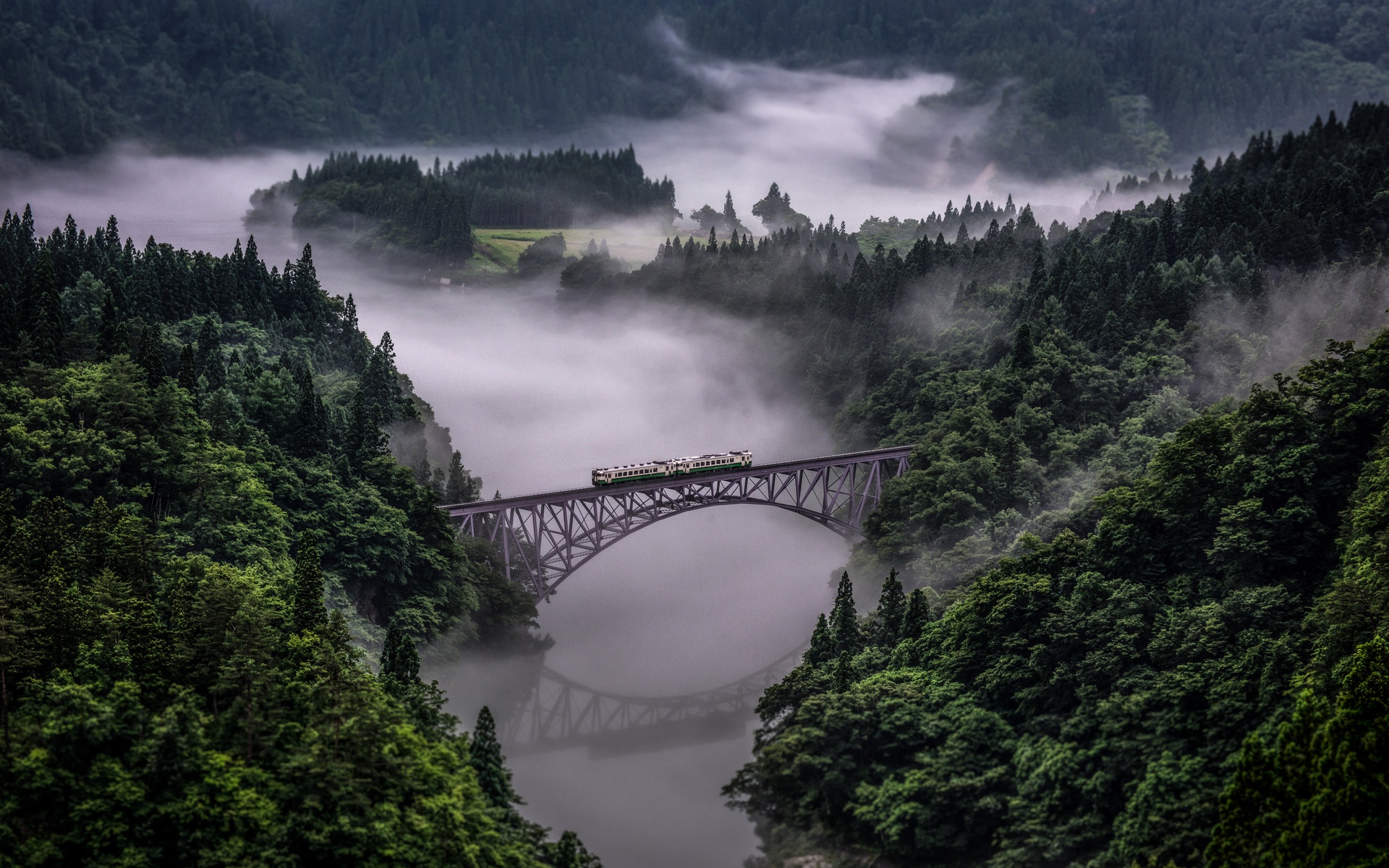 лесной мост
