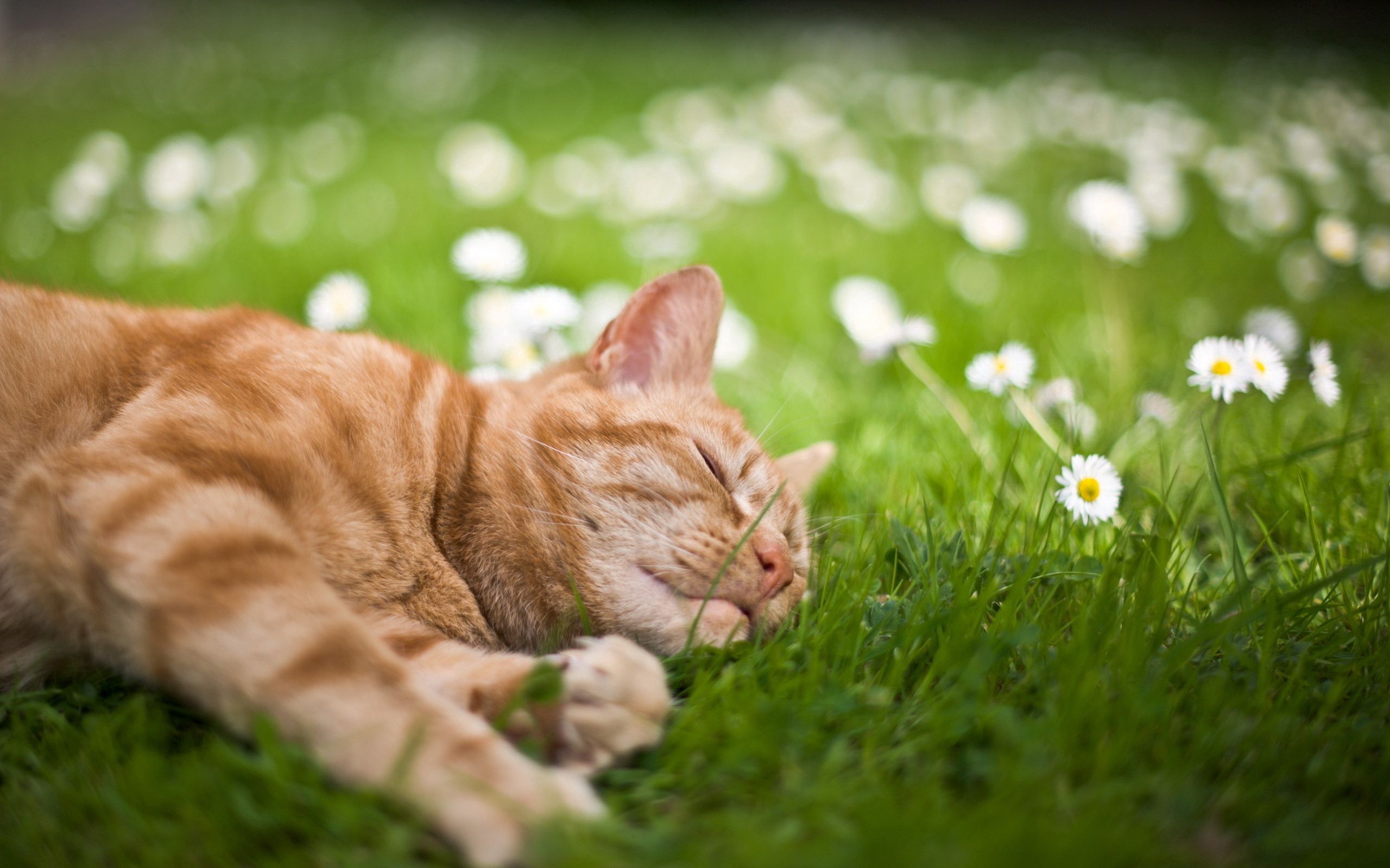 Laden Sie das Sich Hinlegen, Grass, Liegen, Schlafen, Traum, Blumen, Der Kater, Tiere, Katze-Bild kostenlos auf Ihren PC-Desktop herunter
