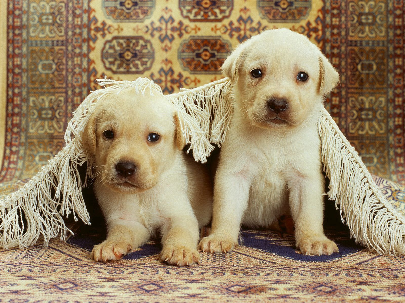 puppies, animals, couple, pair, playful, carpet, labradors