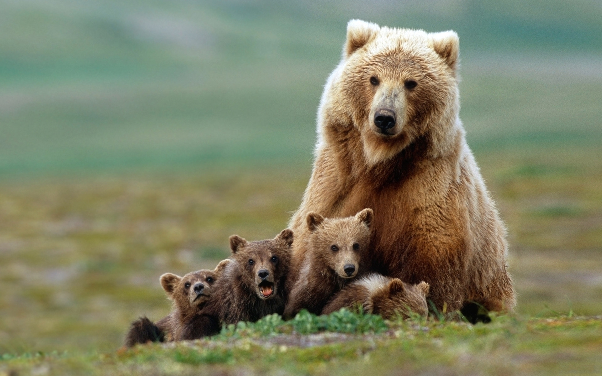 Download mobile wallpaper Bears, Animals for free.
