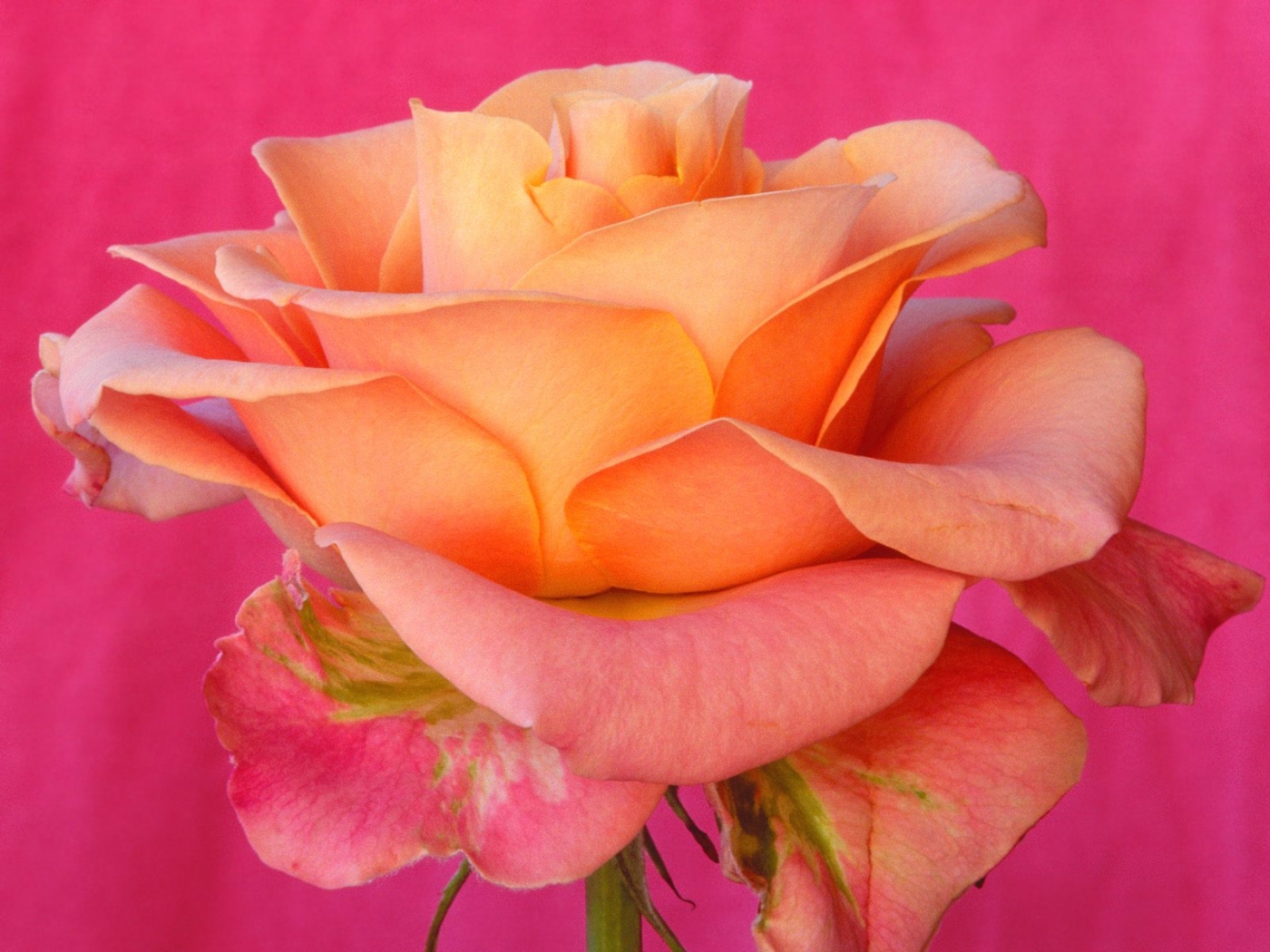 Самые красивые цвета роз