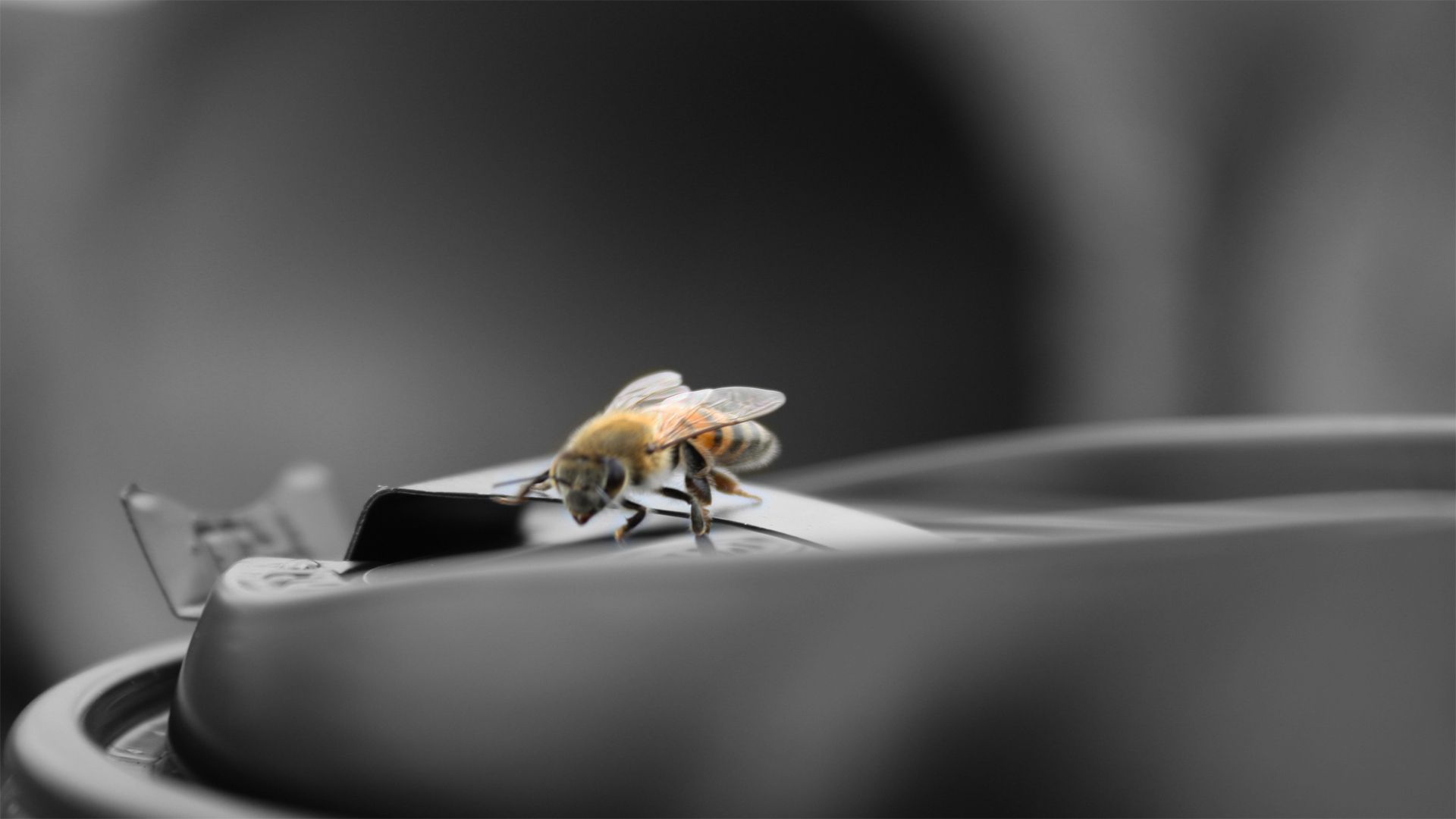 Download mobile wallpaper Macro, Surface, Flight, Bee for free.
