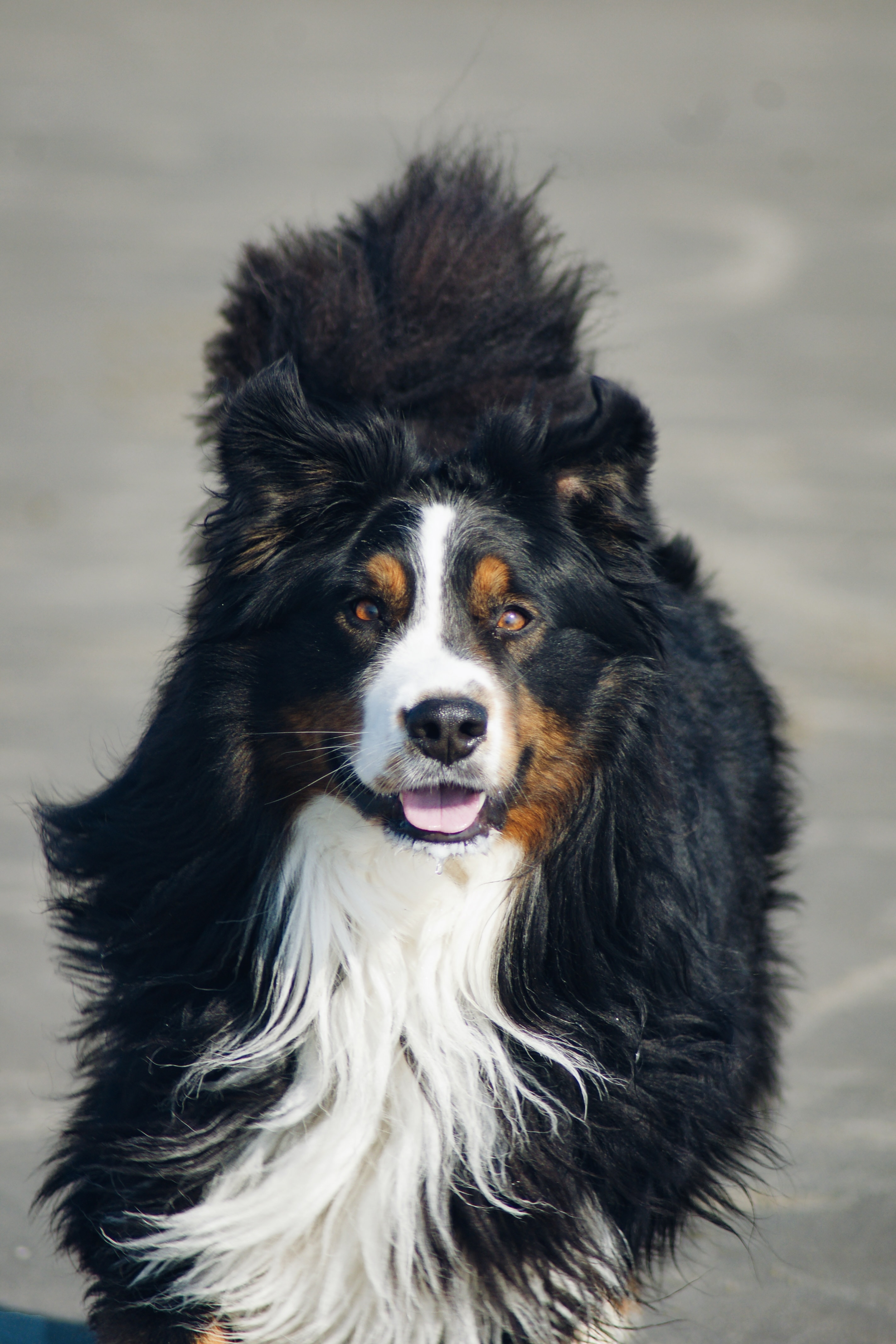 Download mobile wallpaper Tongue Stuck Out, Protruding Tongue, Bernese Mountain Dog, Berne Zennenhund, Dog, Pet, Animals for free.