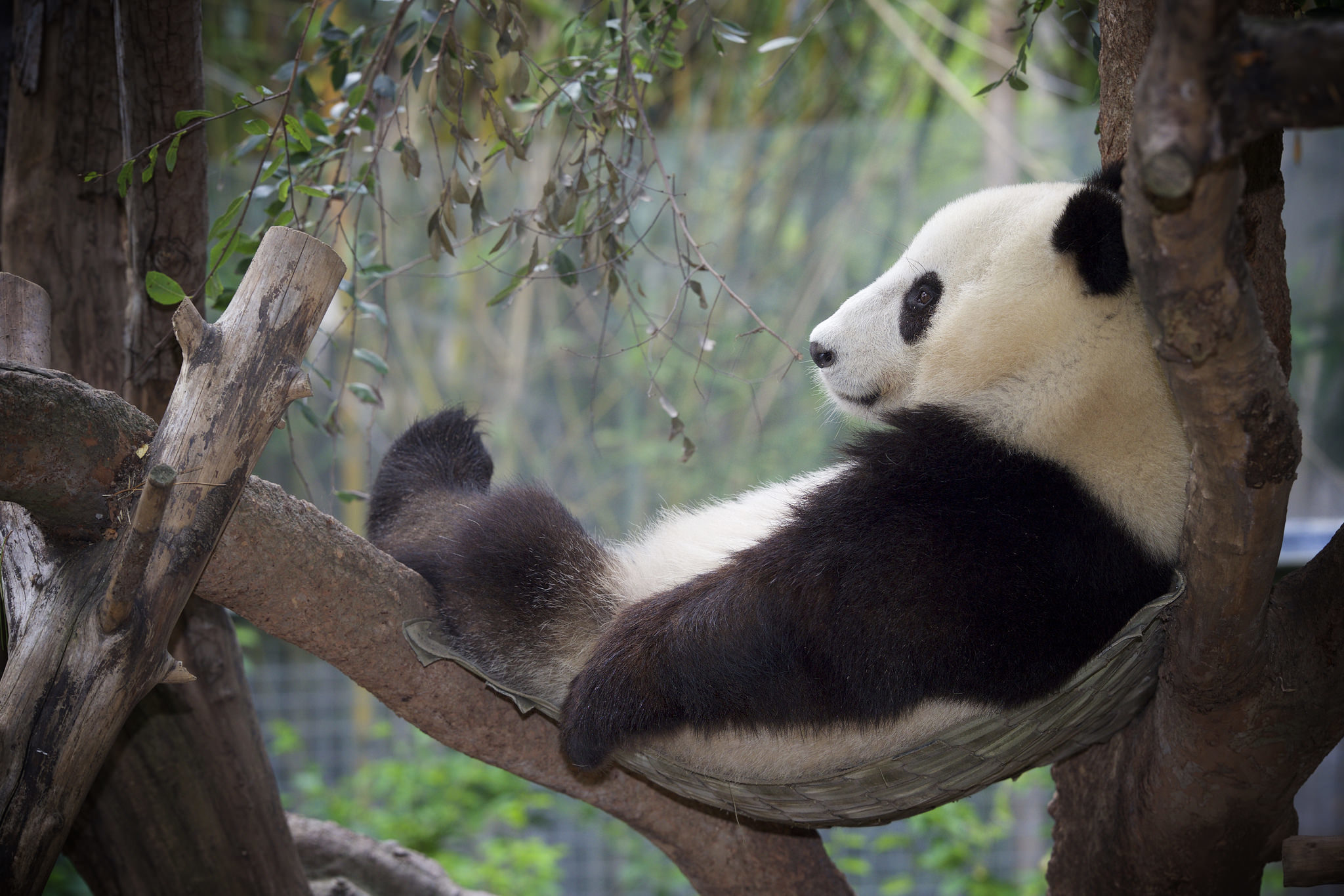 746778 Hintergrundbild herunterladen entspannen, tiere, panda, zoo - Bildschirmschoner und Bilder kostenlos