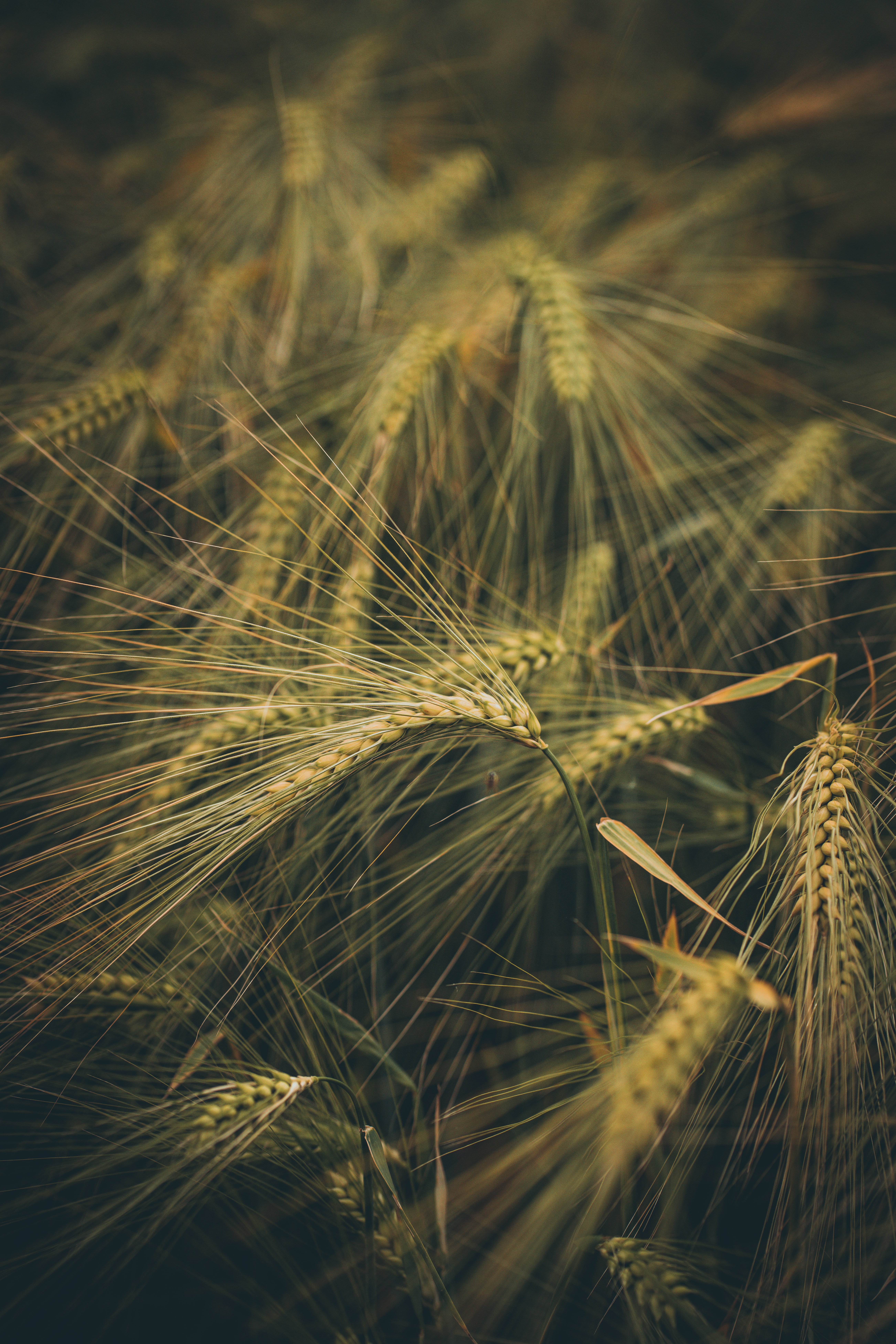 wheat, nature, grass, field, ears, spikes