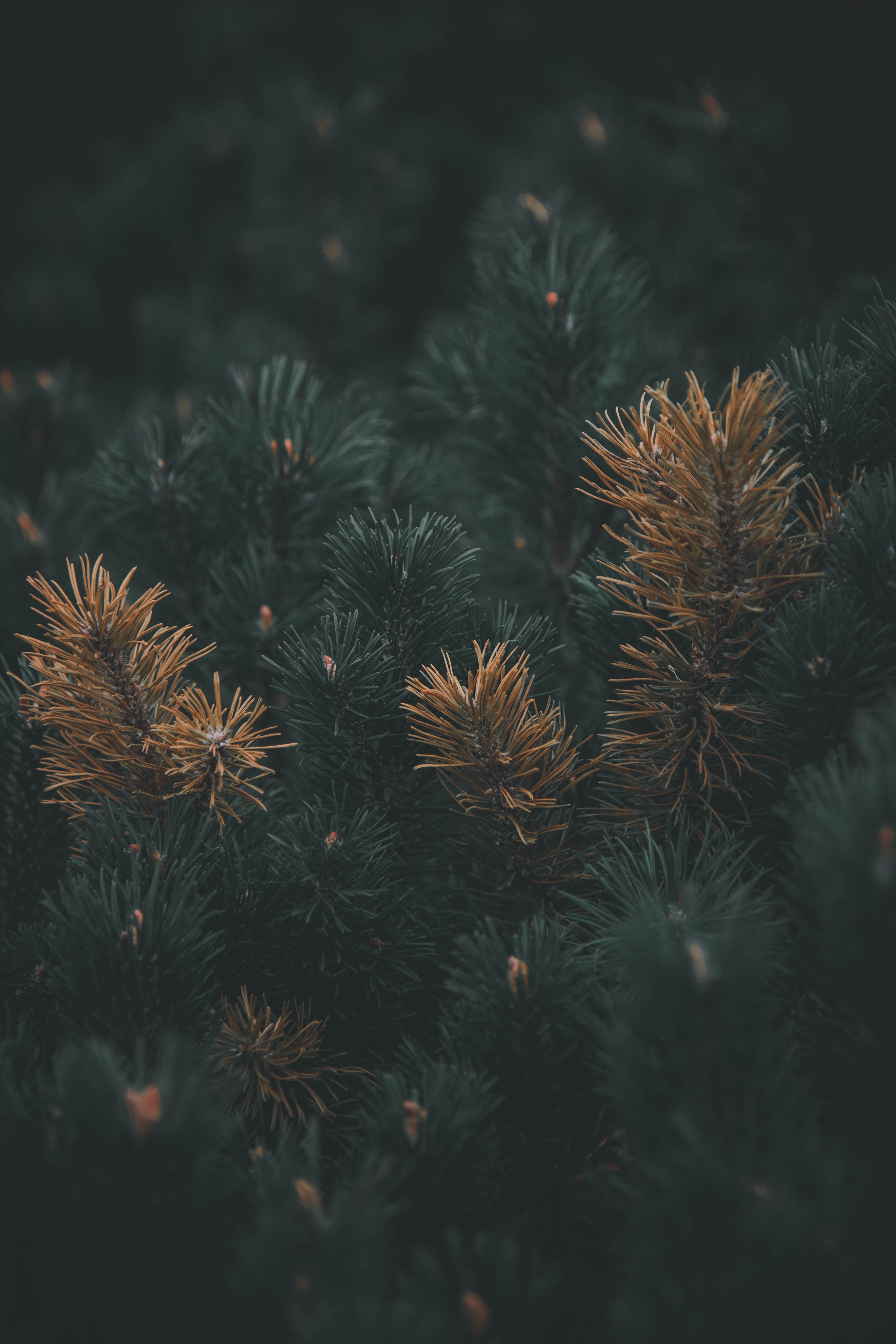 Download mobile wallpaper Needles, Pine, Plant, Branch, Macro for free.