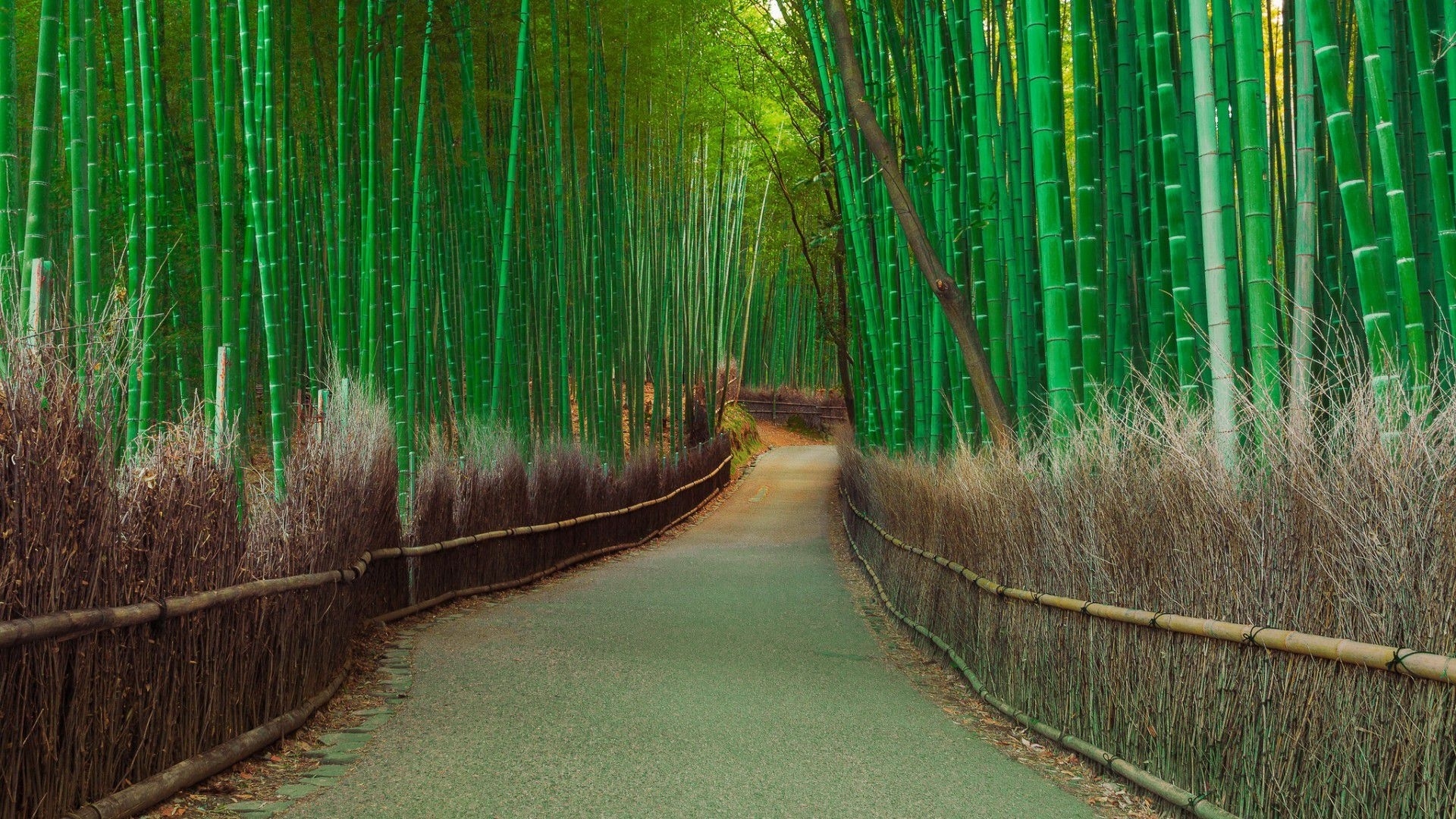 Бамбуковый лес природный