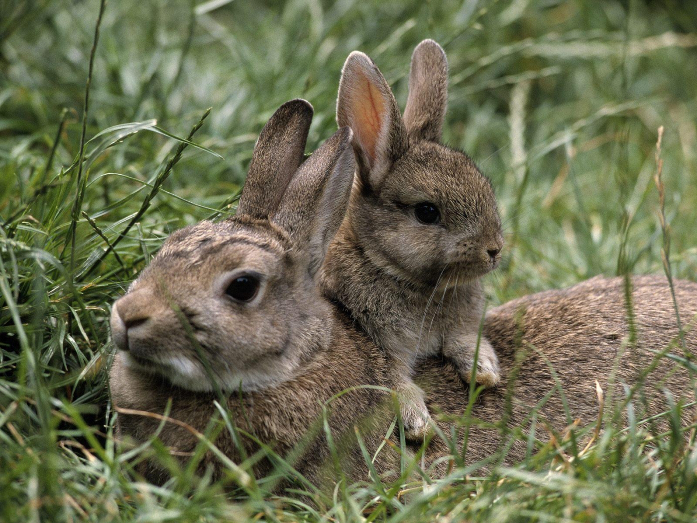 Download mobile wallpaper Rabbits, Animals for free.