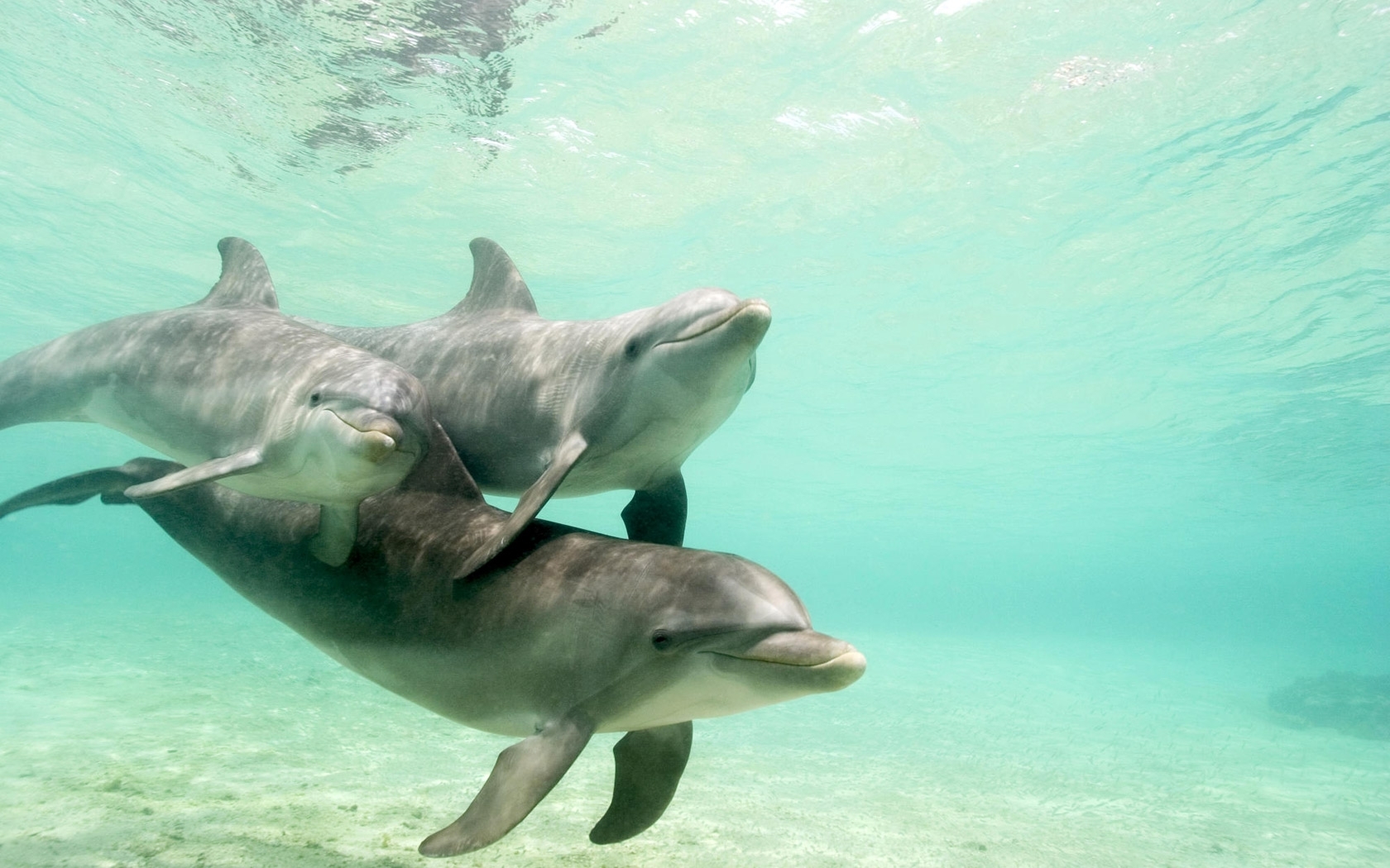 Скачать картинку Дельфины, Животные в телефон бесплатно.
