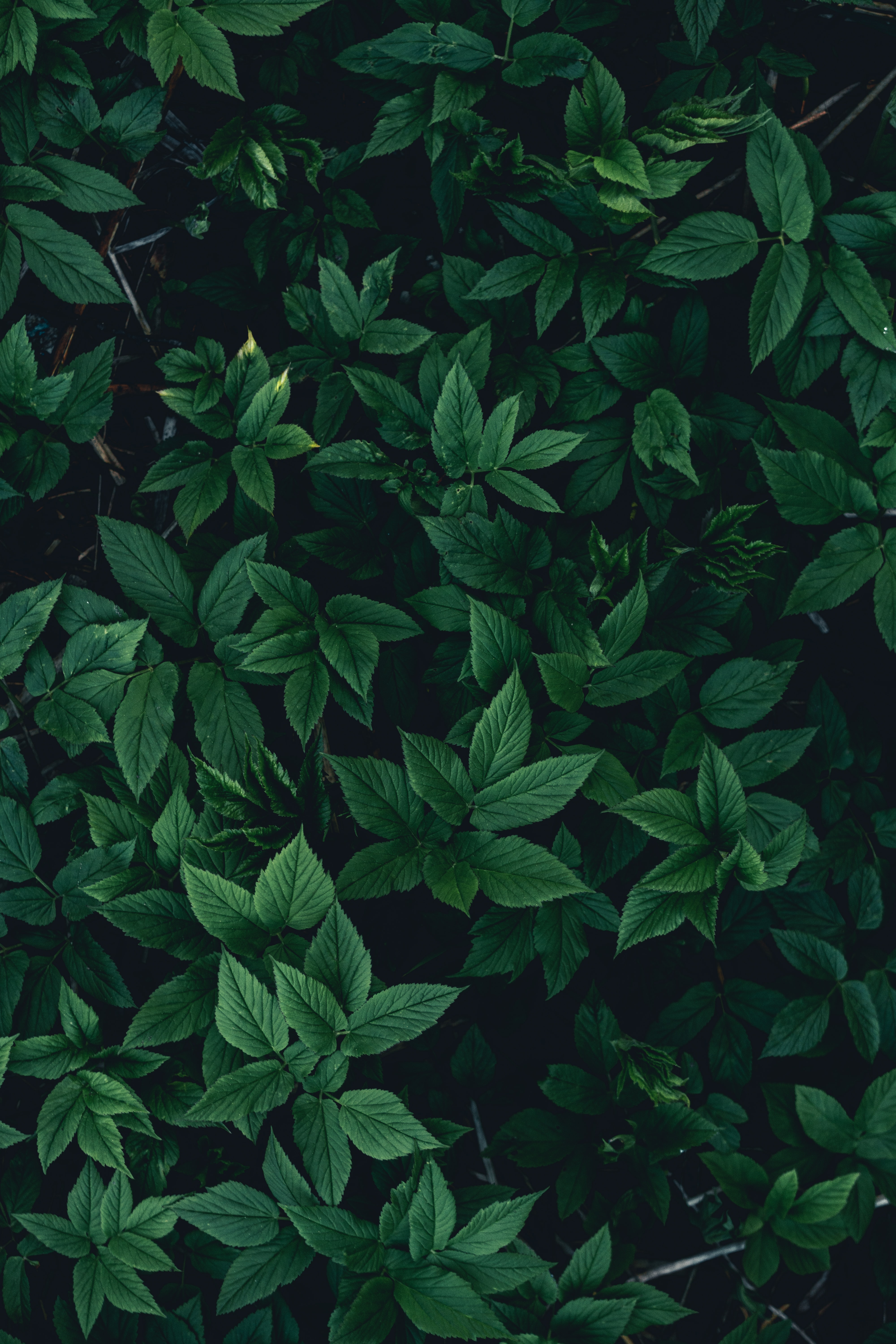dark, green, leaves, bush cellphone