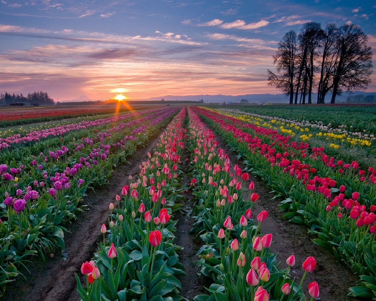 flowers, sunset, trees, tulips, sky, plantation, rows, ranks HD wallpaper