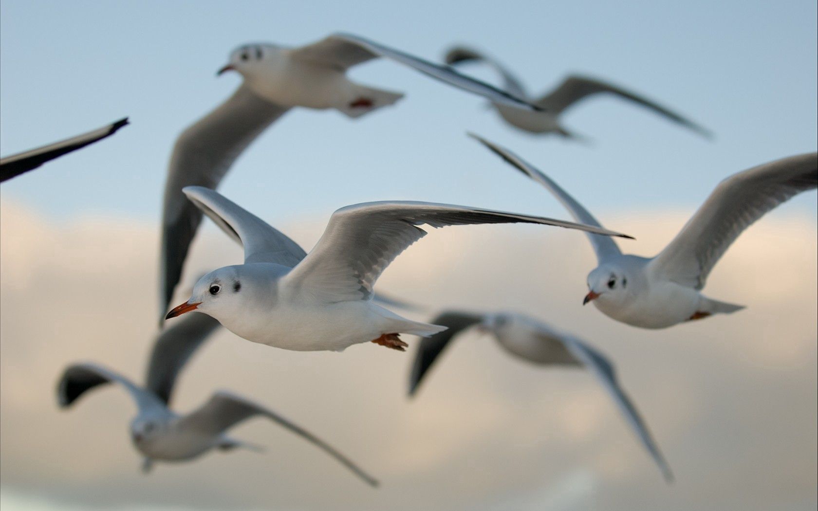 99426 Hintergrundbild herunterladen tiere, vögel, seagulls, flug - Bildschirmschoner und Bilder kostenlos