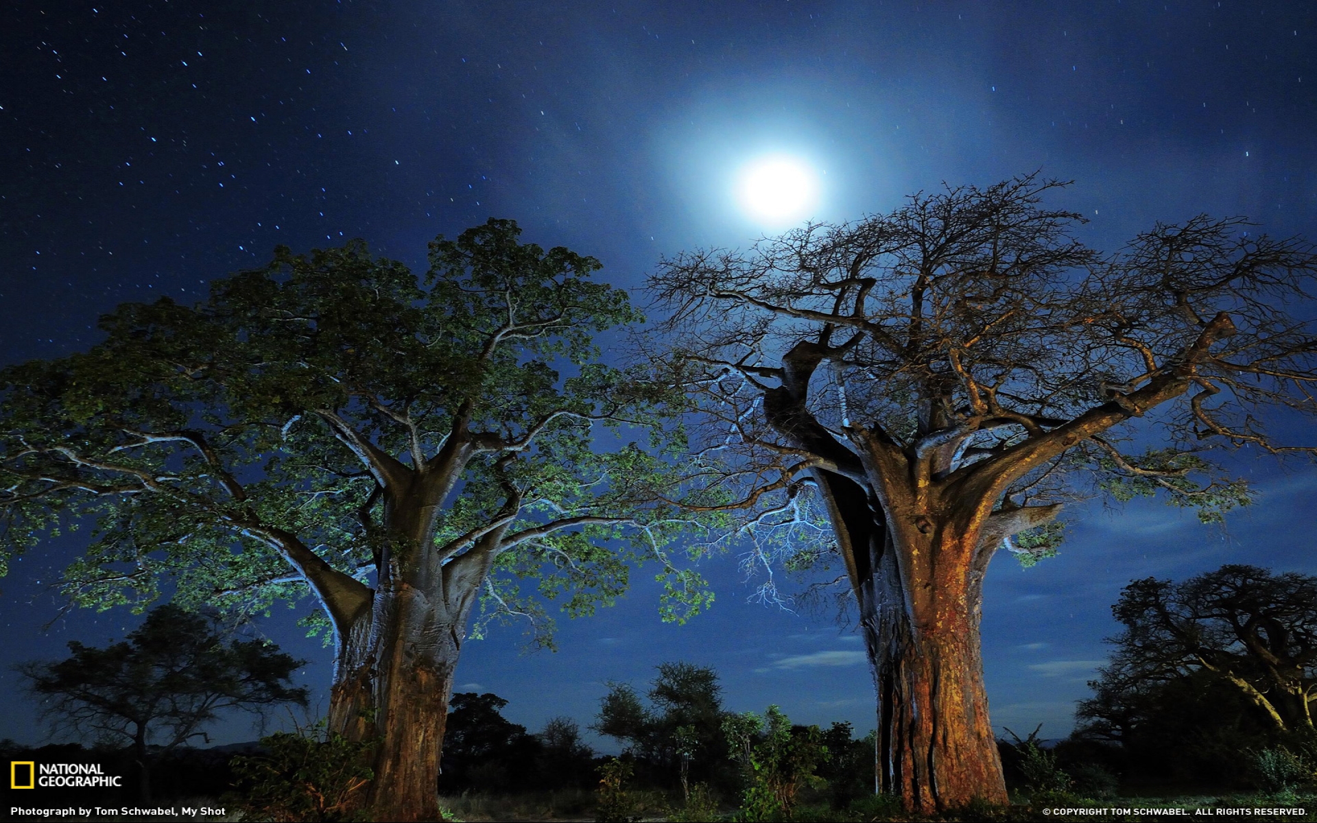 382468 télécharger le fond d'écran terre/nature, baobab, lune, nuit, ciel étoilé, etoiles, arbre, des arbres - économiseurs d'écran et images gratuitement
