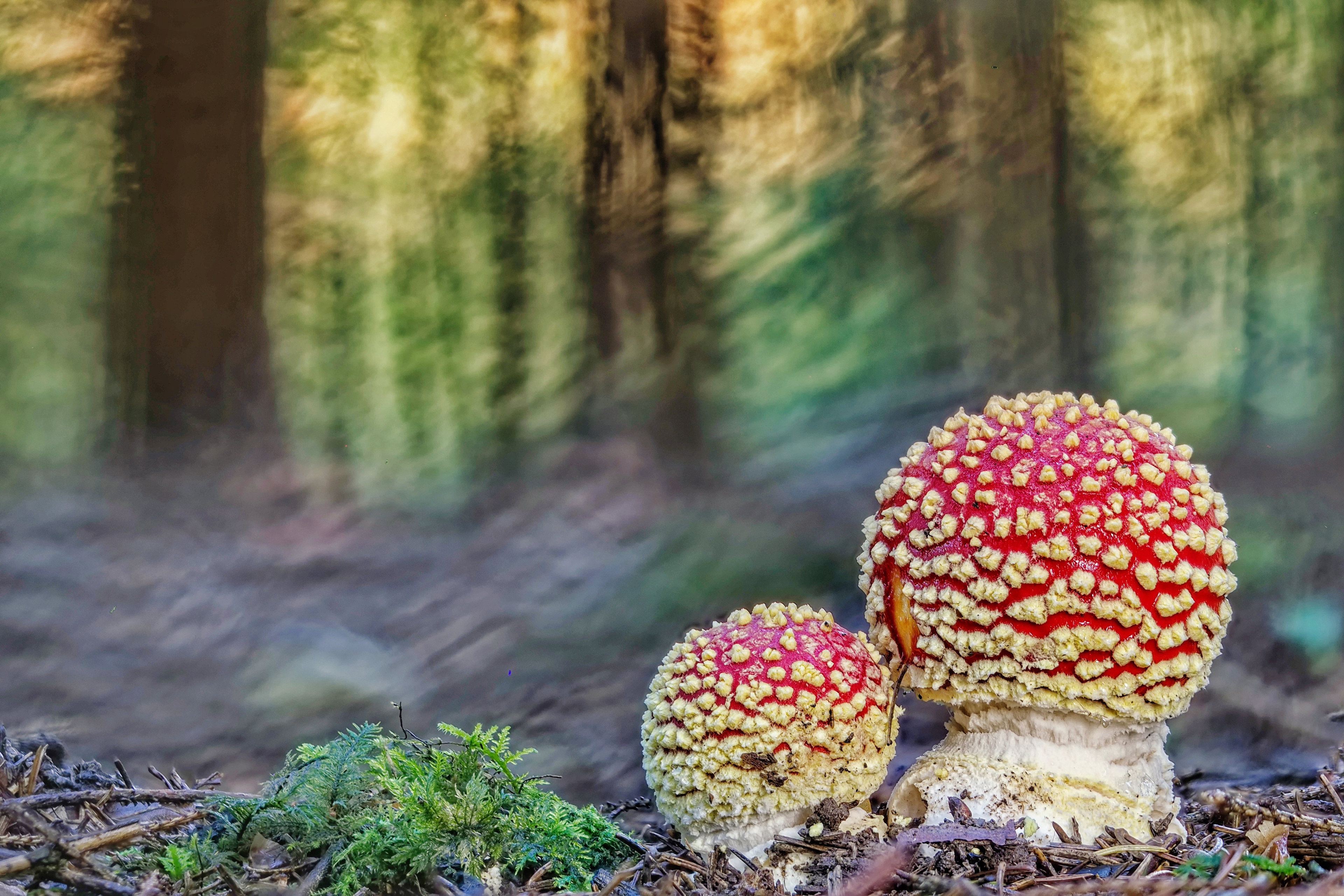 Картина грибы в лесу боке