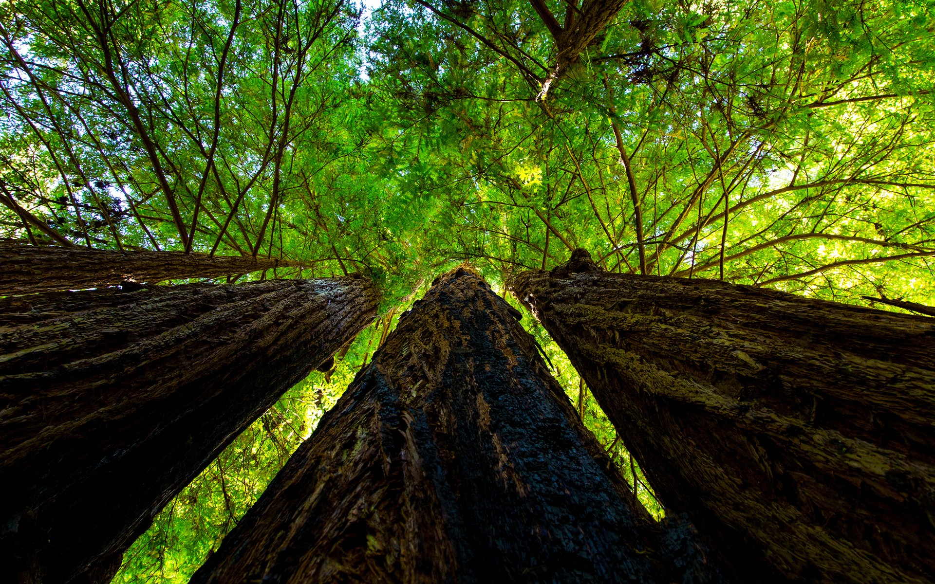 green, earth, tree, sequoia, trees HD wallpaper