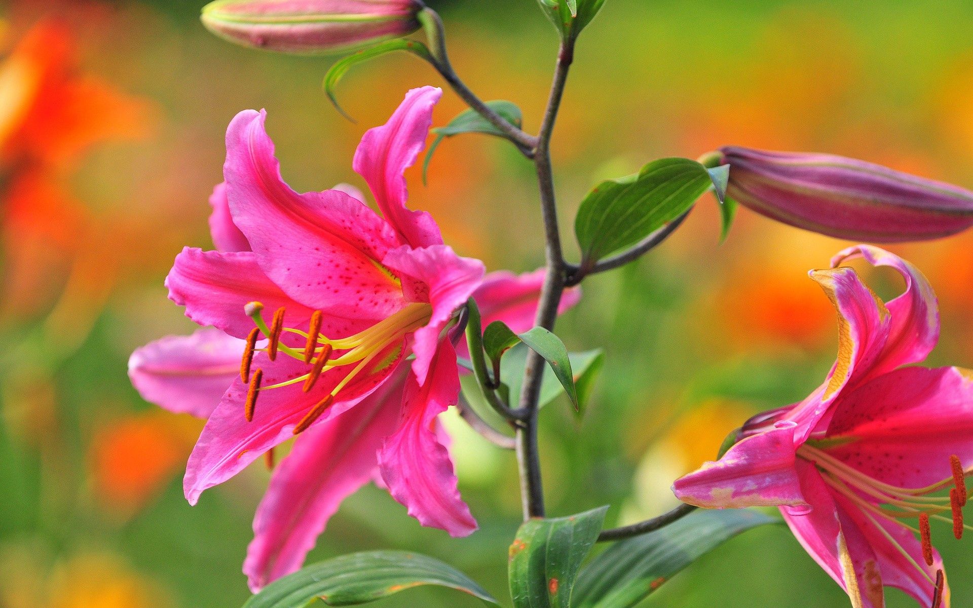 Laden Sie das Rosa, Makro, Blütenblätter, Lilien, Blume-Bild kostenlos auf Ihren PC-Desktop herunter