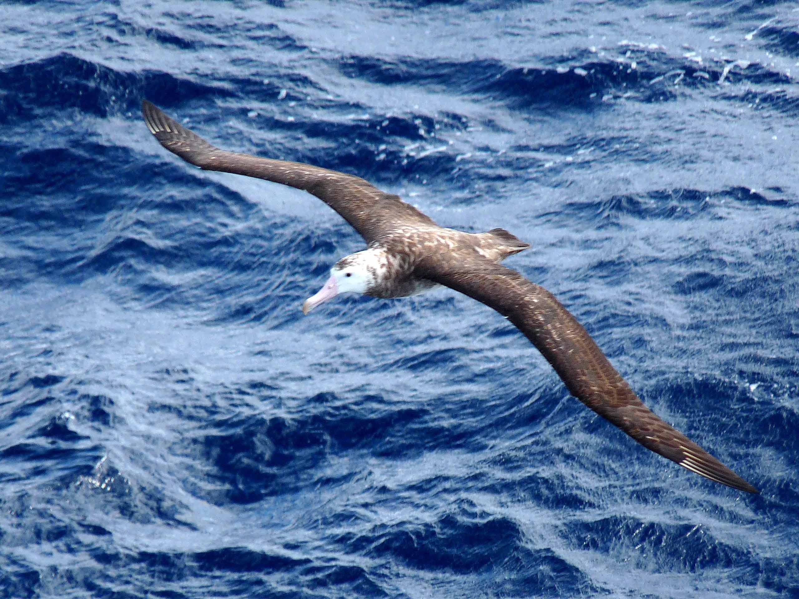 animal, albatross, birds 5K