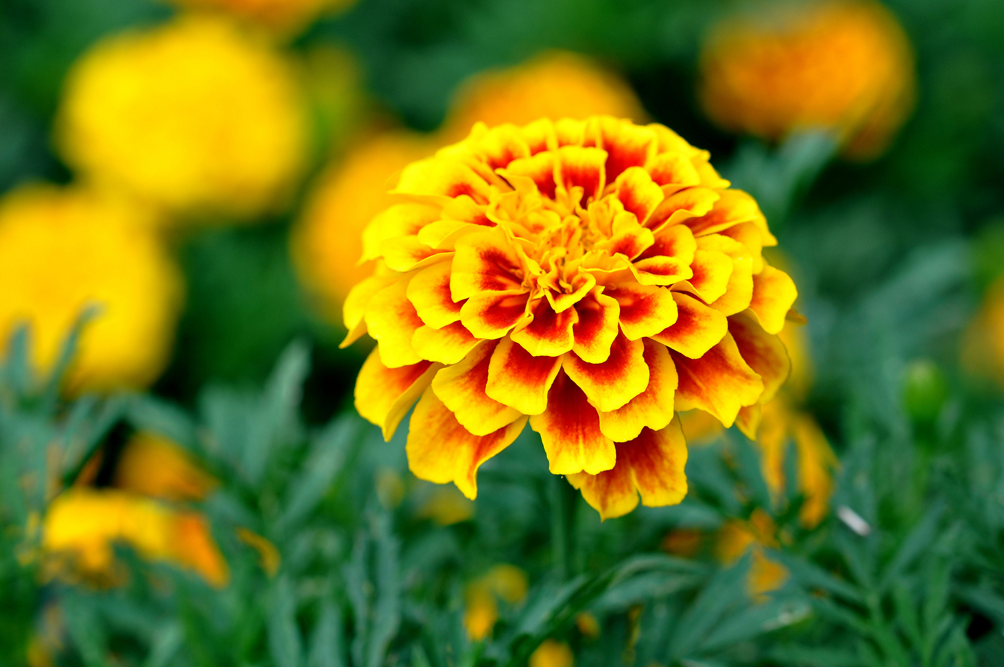 earth, marigold, flower, yellow flower, flowers Phone Background