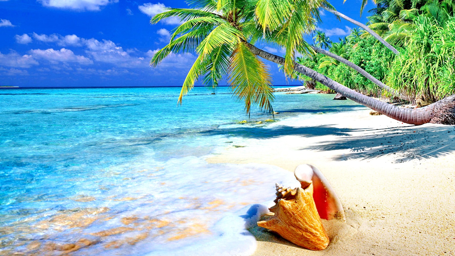 море пальмы белый песок