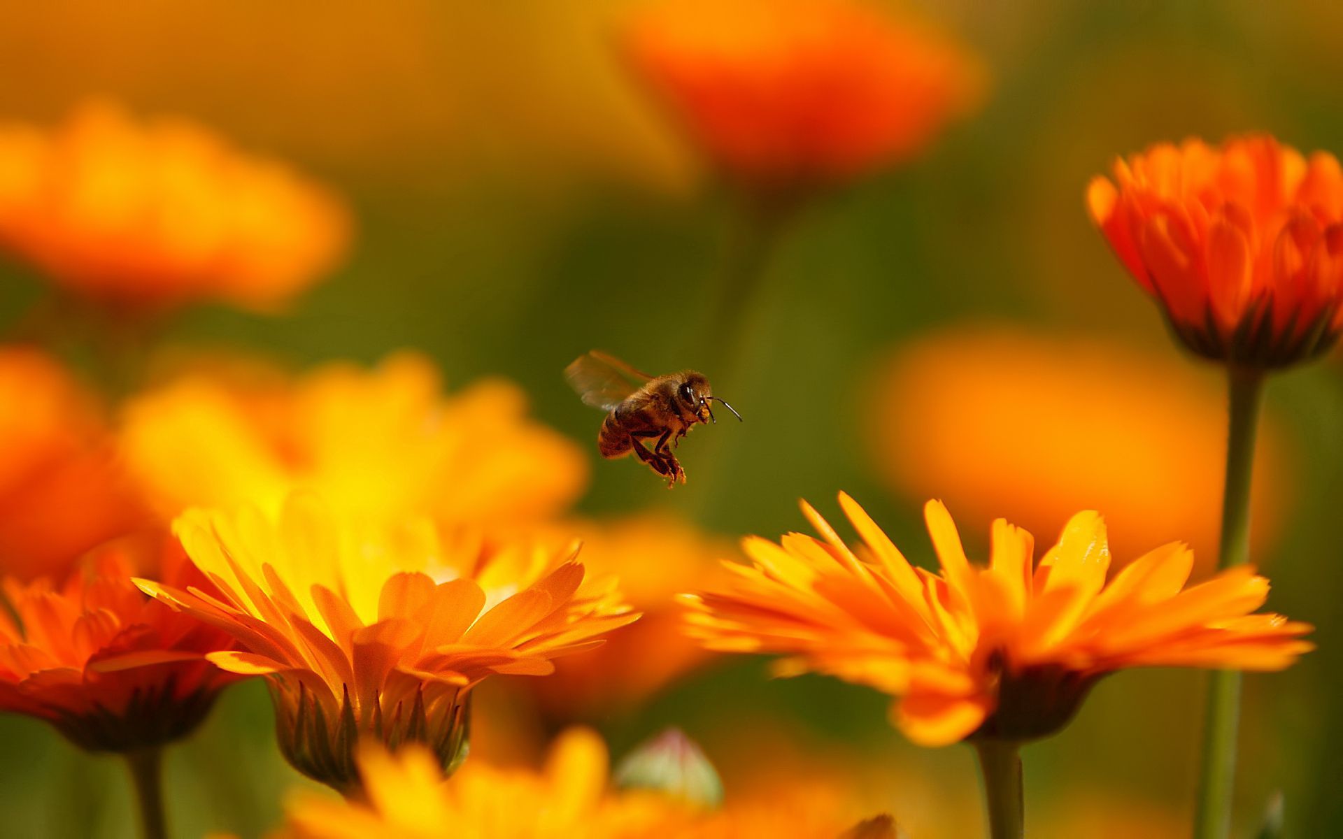 bee, flower, macro, insect, flight 2160p
