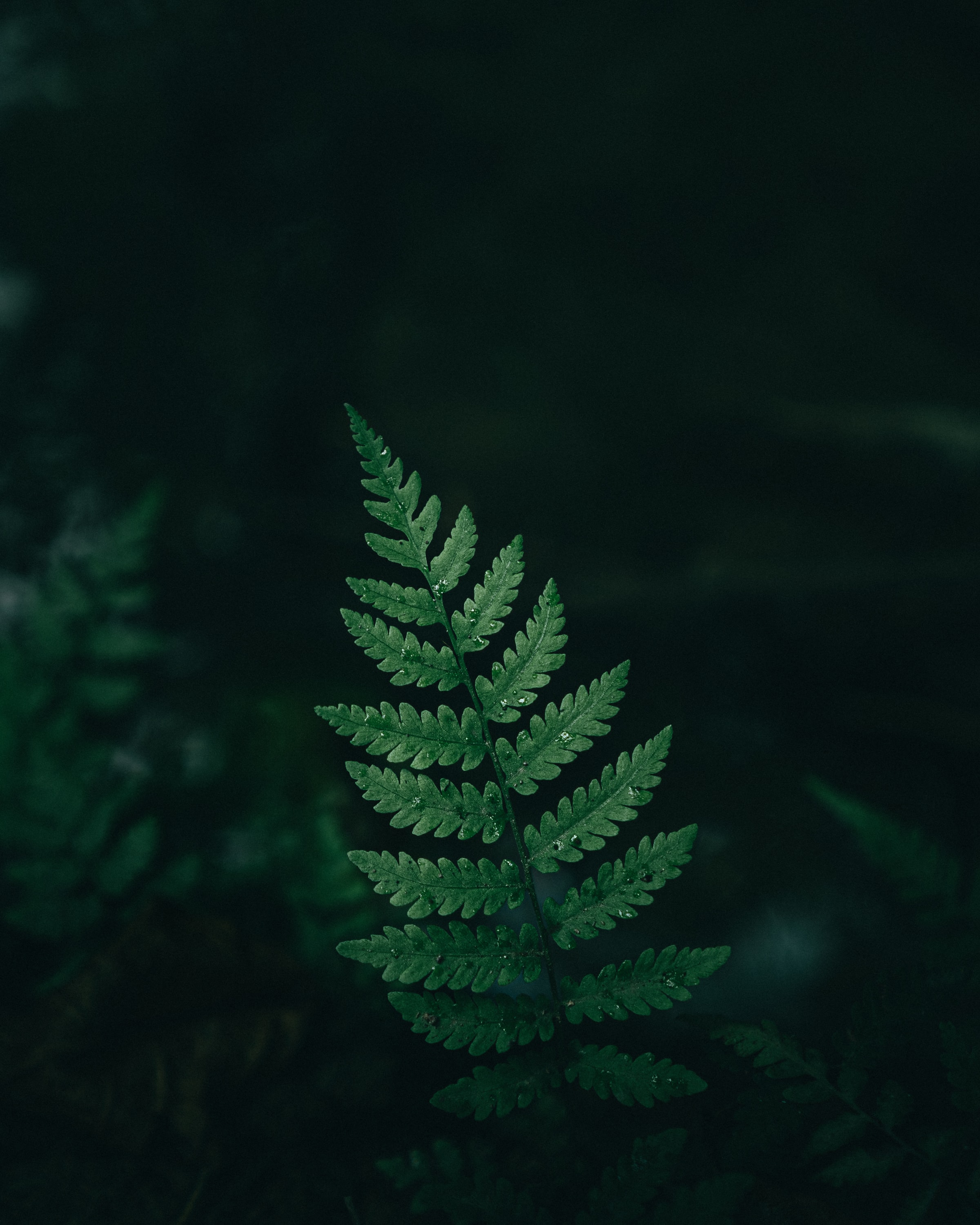 Full HD drops, fern, macro, sheet, leaf