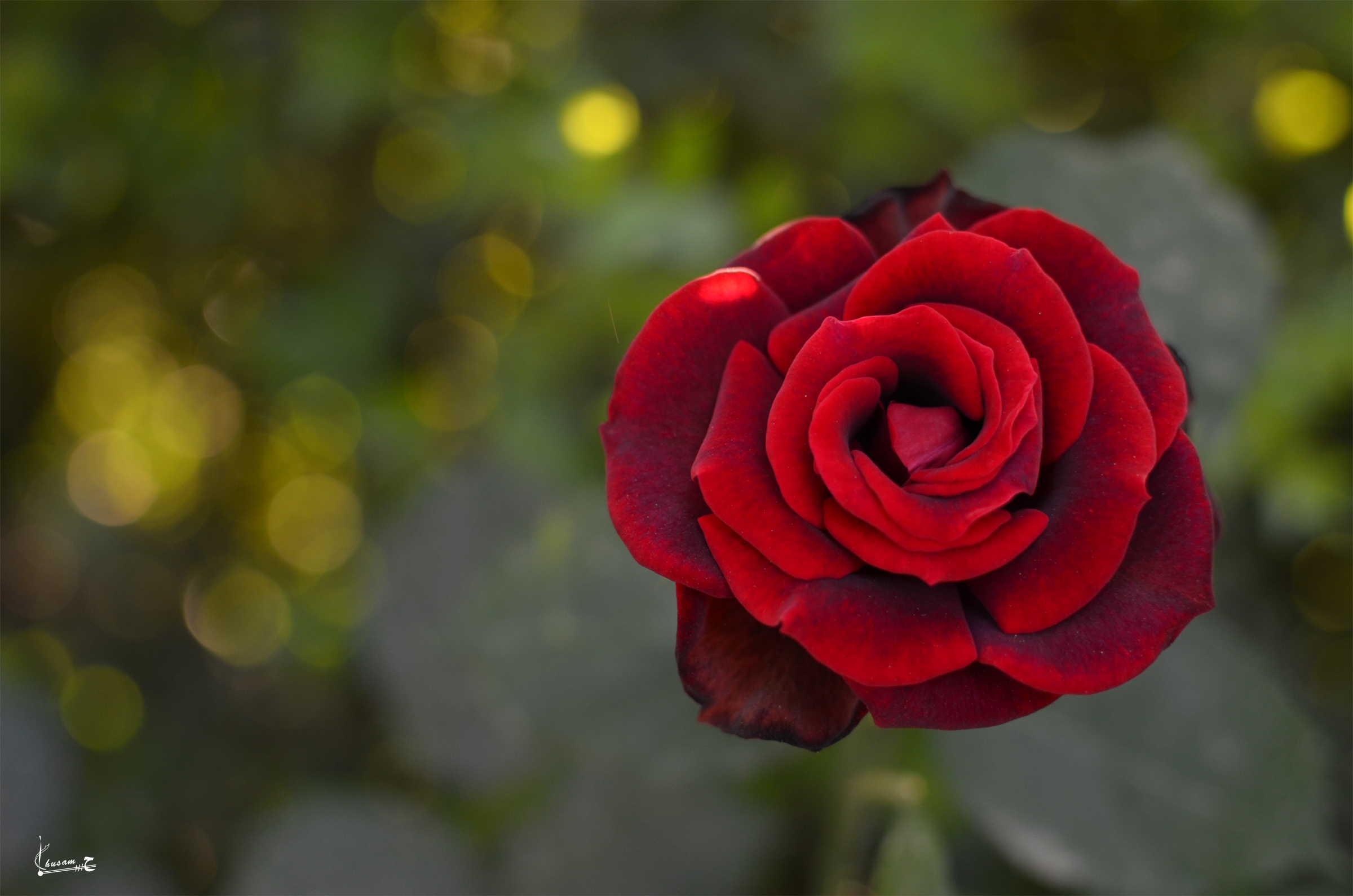 Download PC Wallpaper flower, macro, rose flower, rose