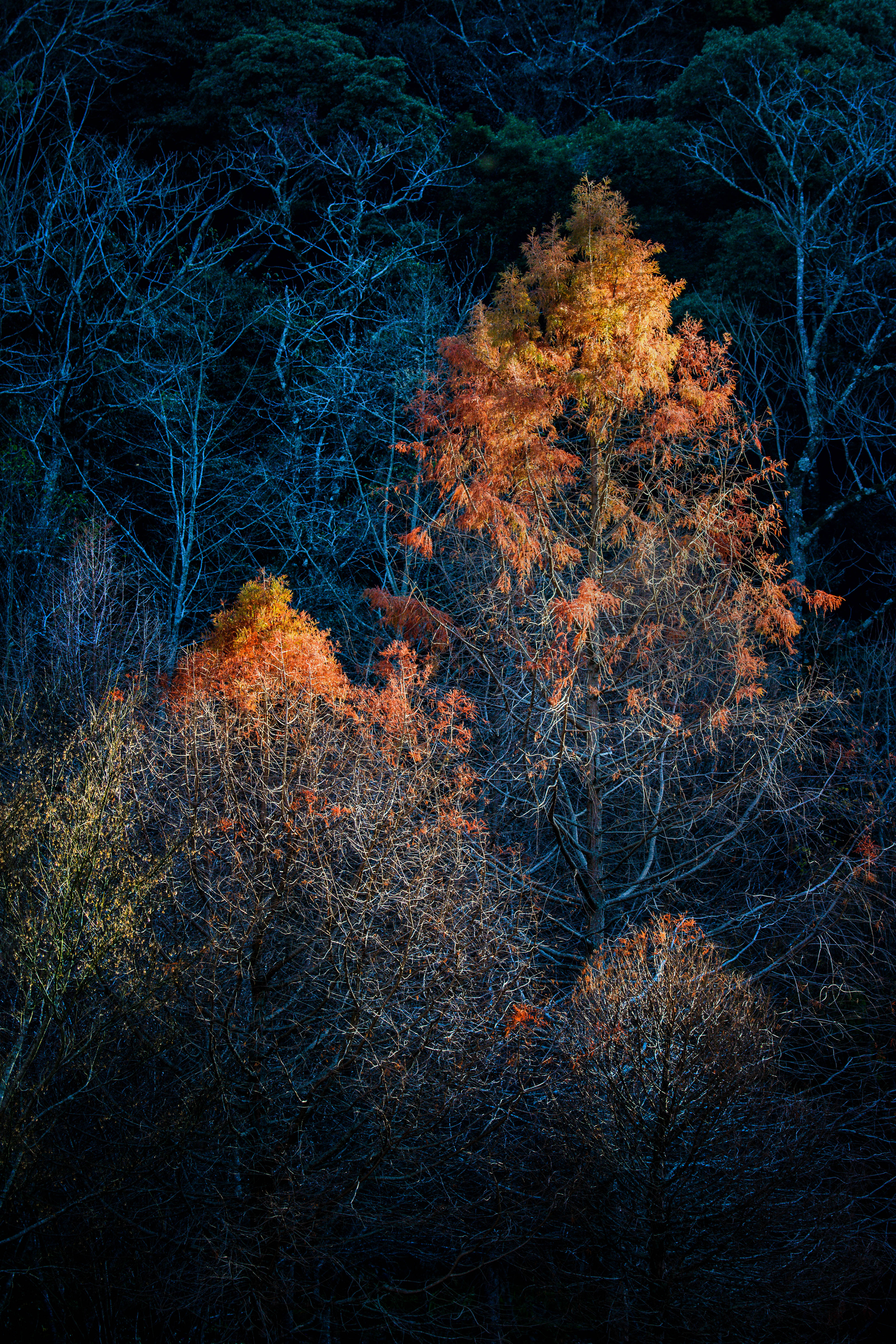 145132画像をダウンロード自然, 木, 秋, 闇, 暗い, ブランチ, 枝-壁紙とスクリーンセーバーを無料で