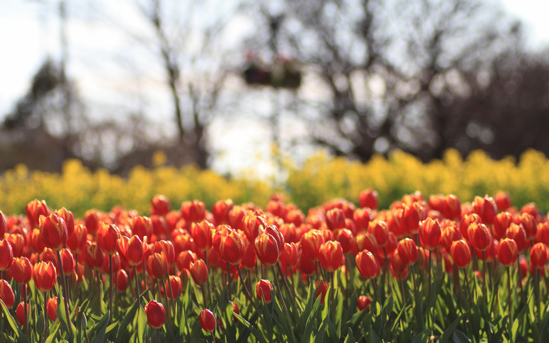 Download mobile wallpaper Nature, Flowers, Landscape, Tulips, Plants, Fields for free.