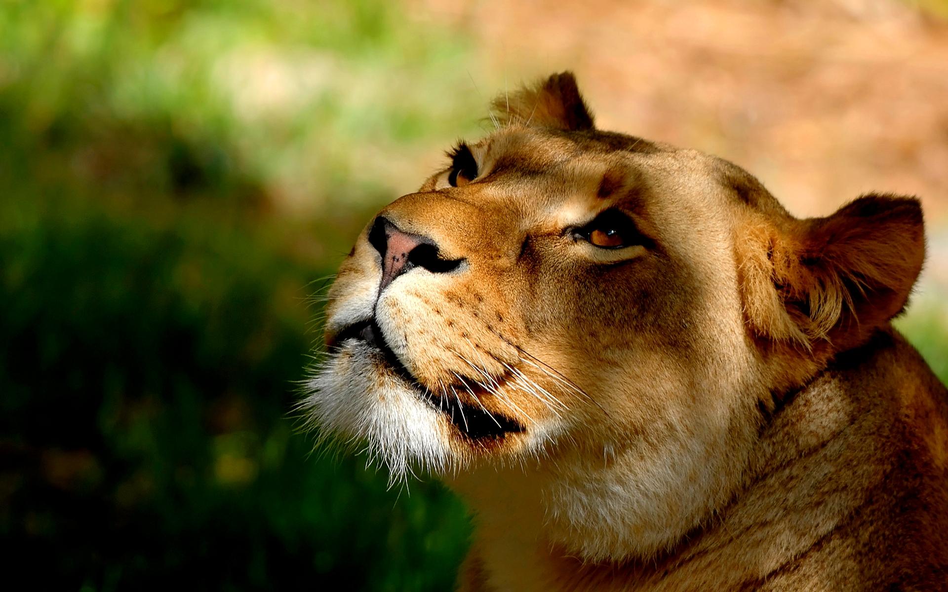 377998 descargar imagen animales, león, cara, leona, gatos: fondos de pantalla y protectores de pantalla gratis