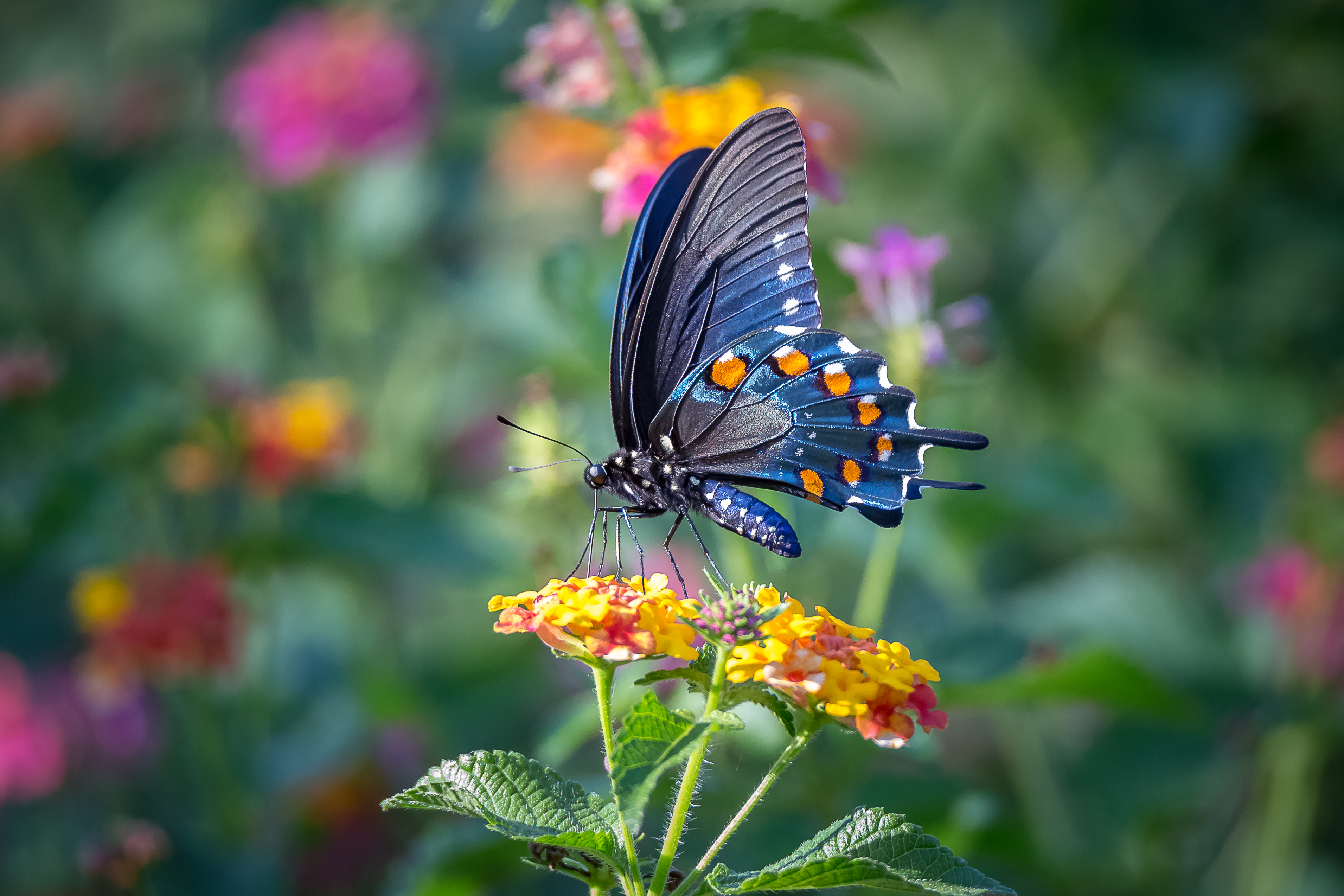 Фото бабочек на цветах в хорошем качестве