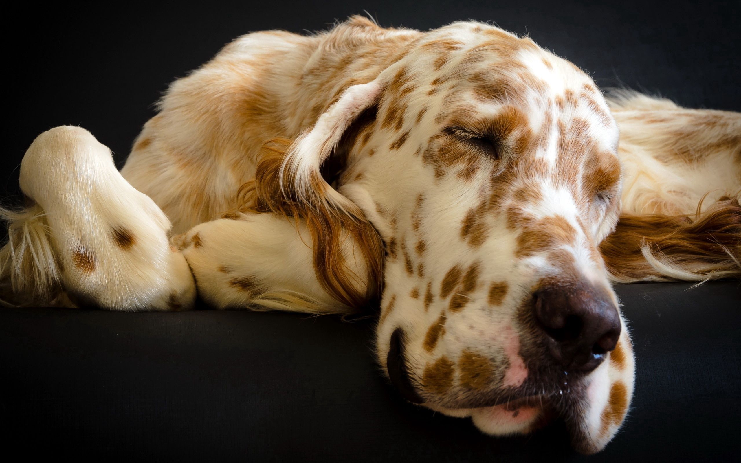 Mobile wallpaper animals, dog, muzzle, spotted, spotty, sleep, dream