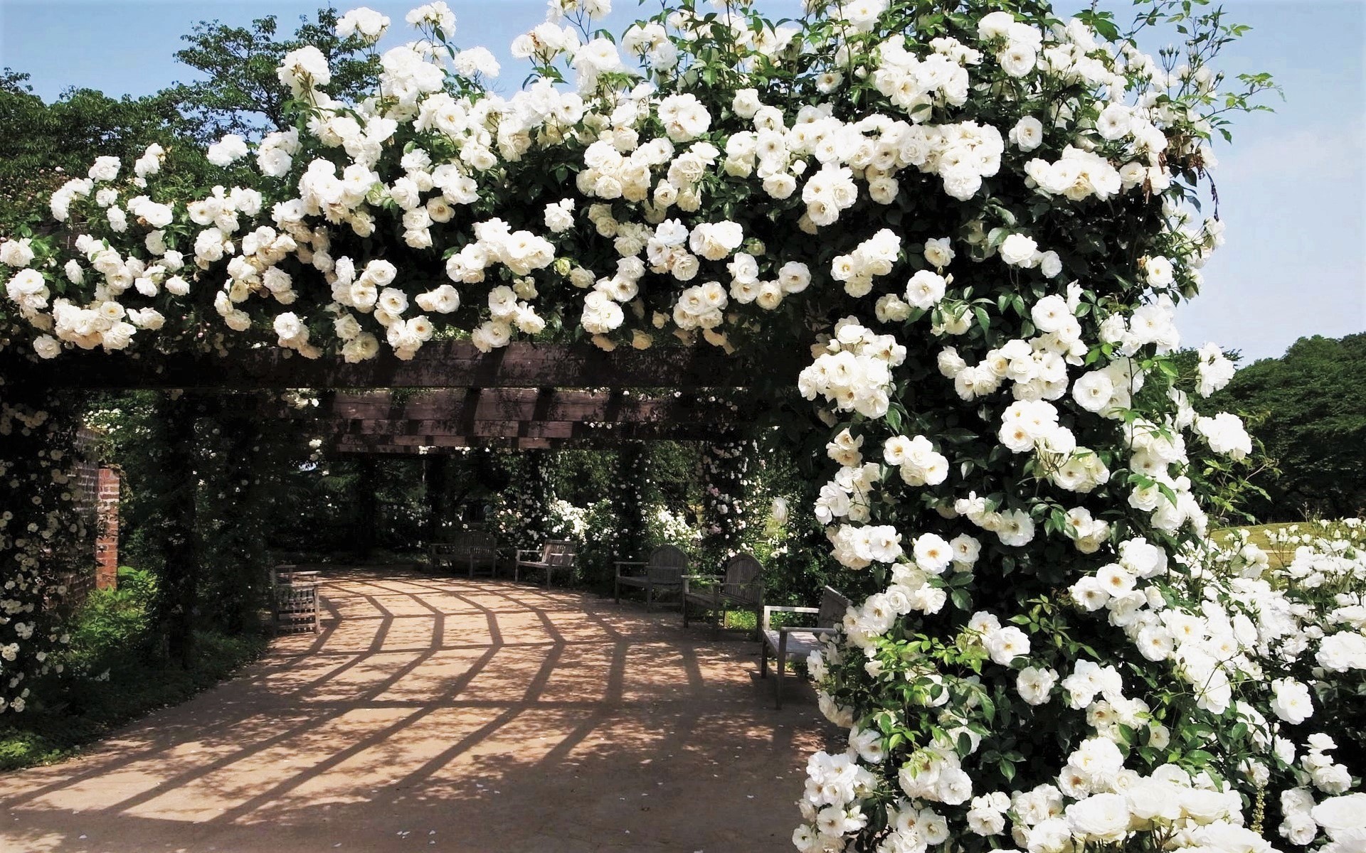 garden, white rose, white flower, man made, bench, rose bush, rose