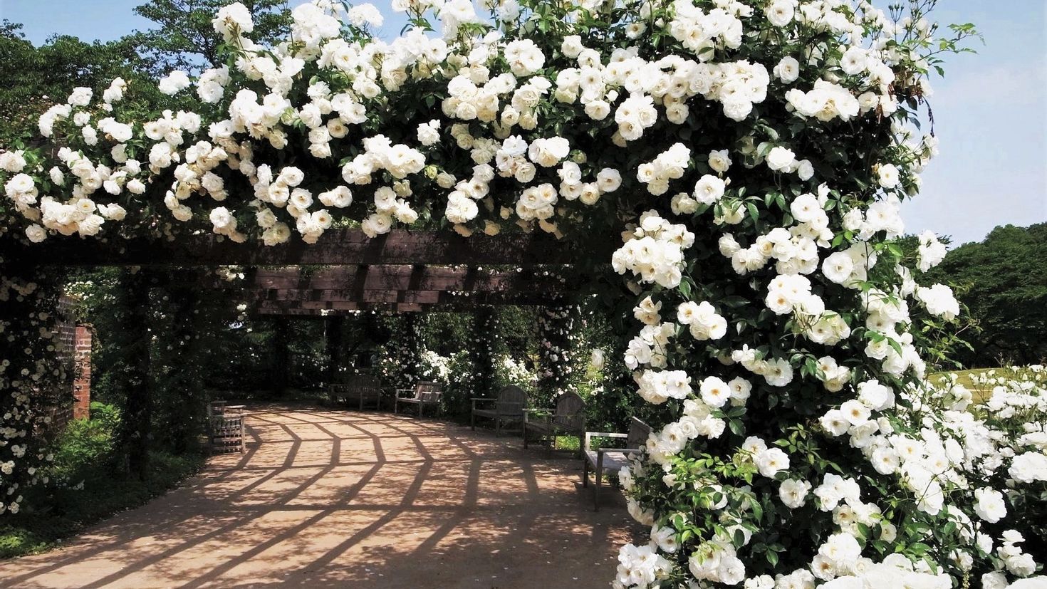 белые цветы в саду фото