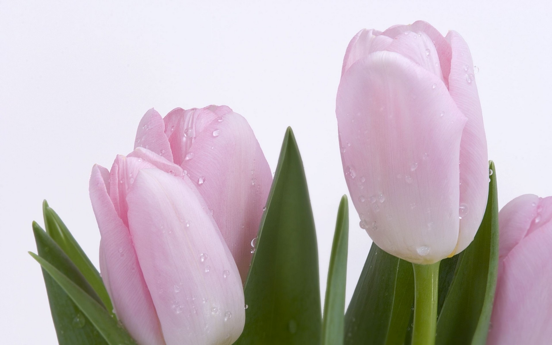 Download mobile wallpaper Plants, Tulips, Flowers for free.