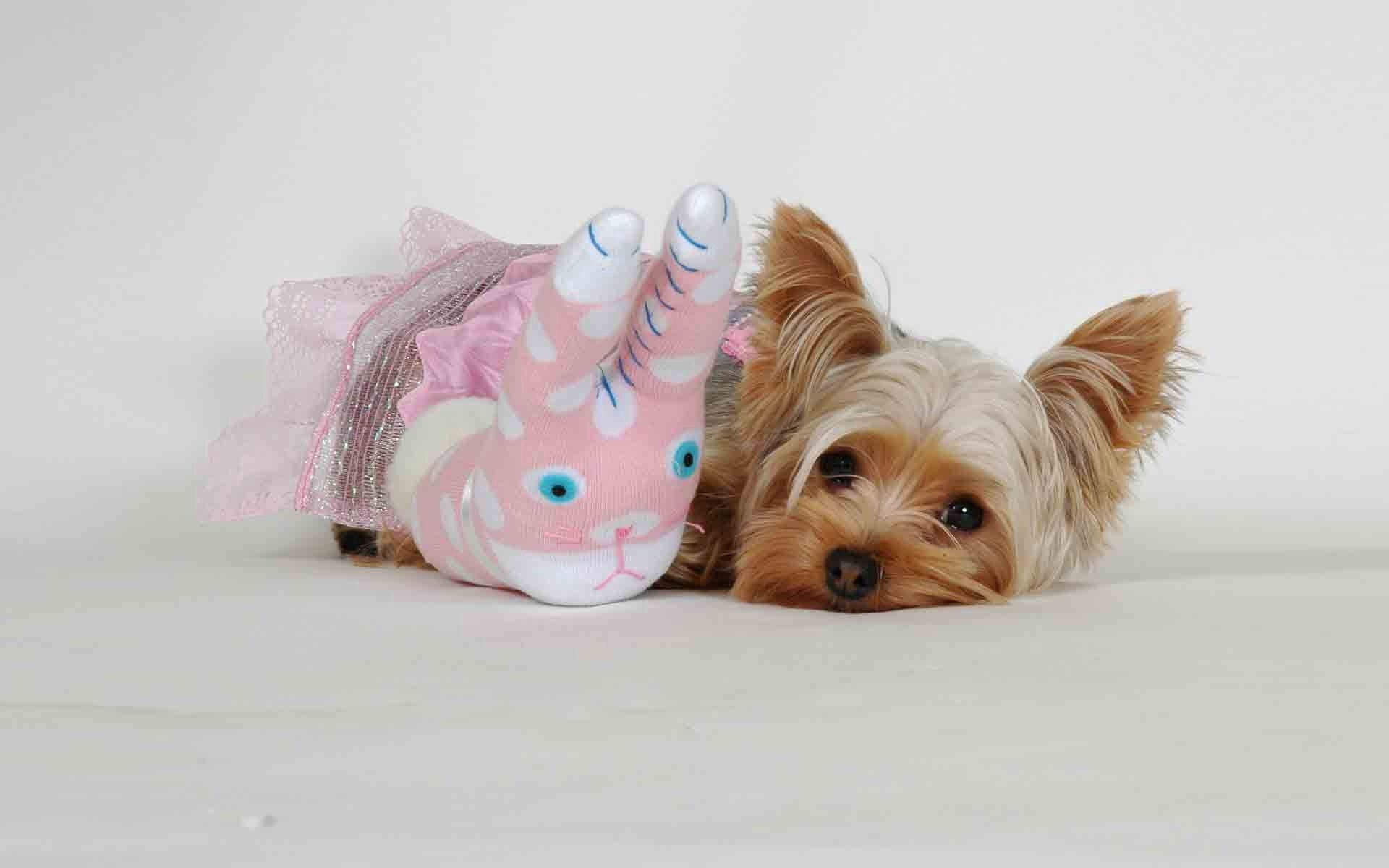 Handy-Wallpaper Spielzeug, Flauschige, Hund, Schnauze, Yorkshire Terrier, Tiere kostenlos herunterladen.