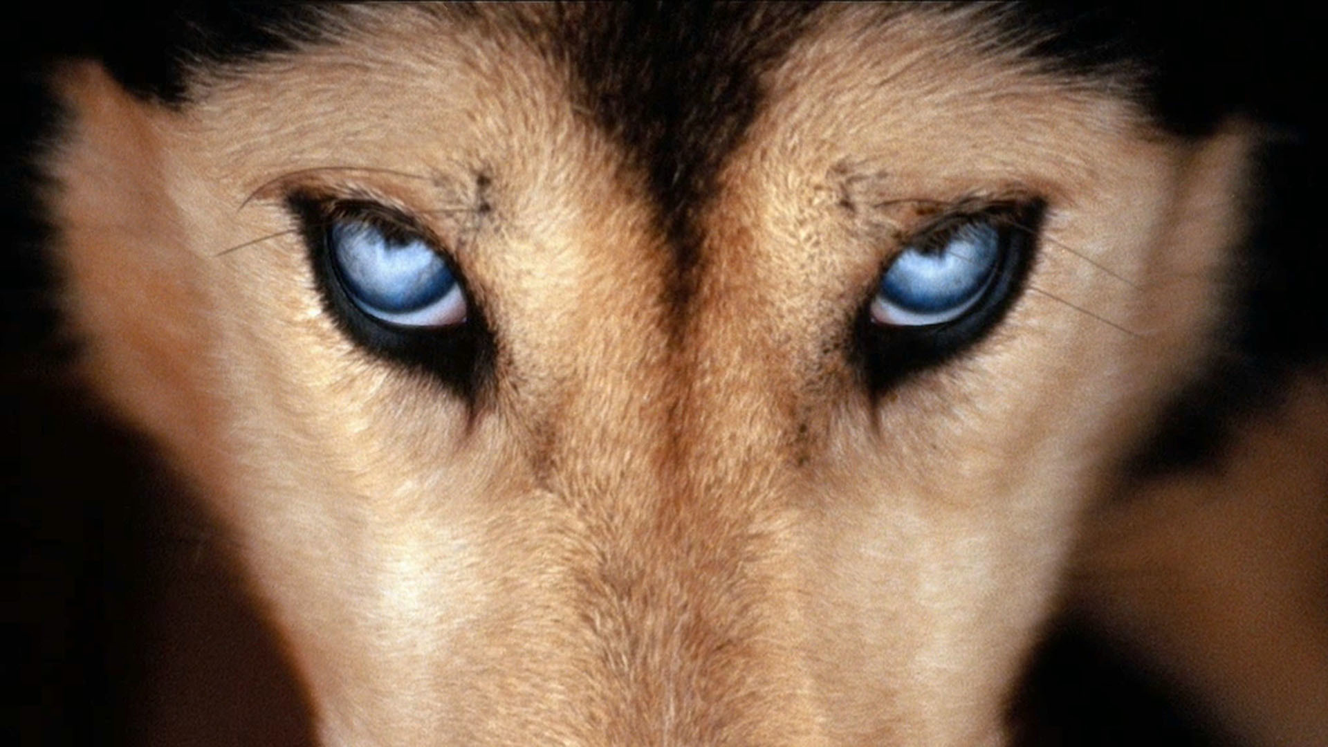 Волчьи глаза