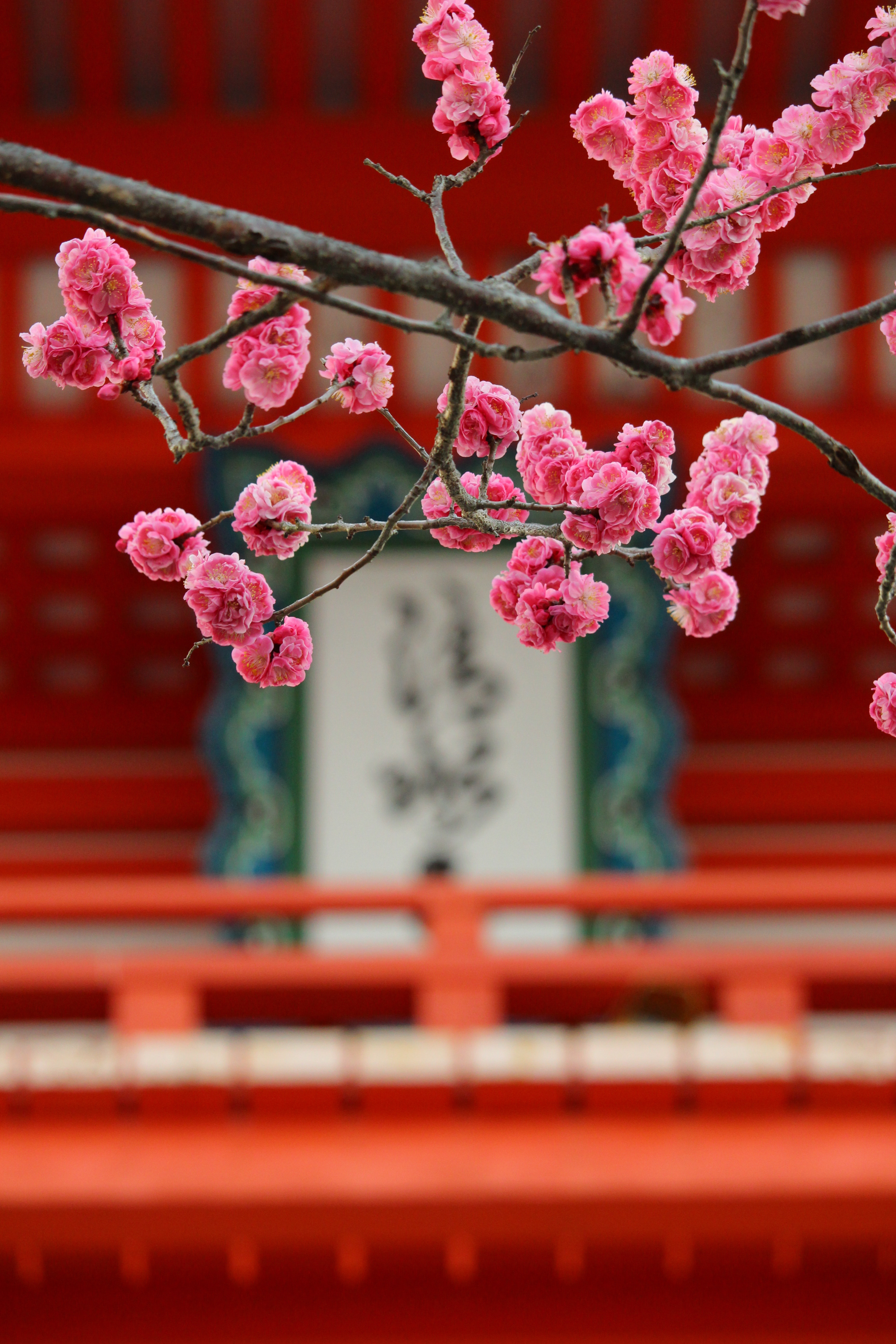 sakura, blur, flowers, pink, smooth, bloom, flowering iphone wallpaper