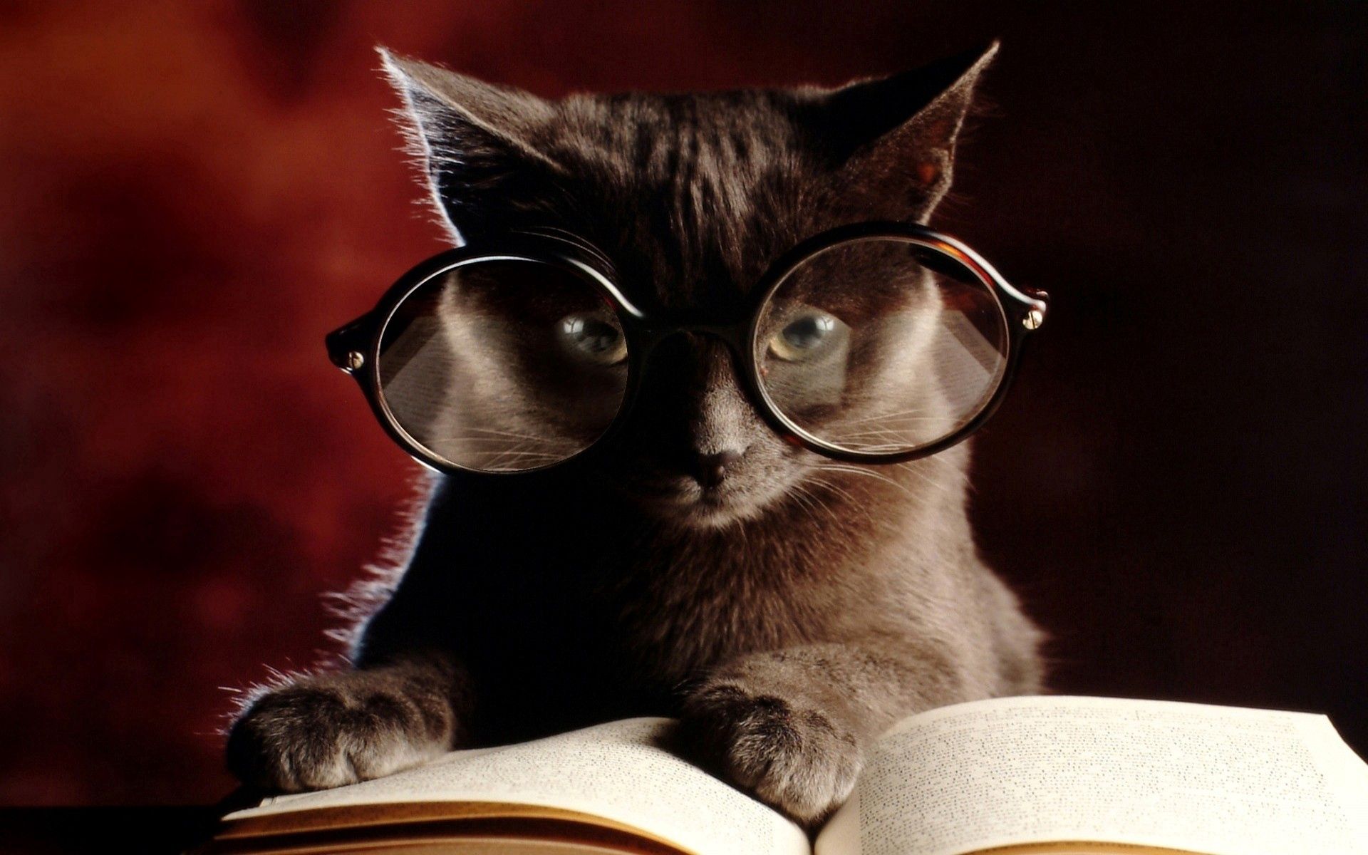Download mobile wallpaper Glasses, Animals, Spectacles, Cat, Book for free.