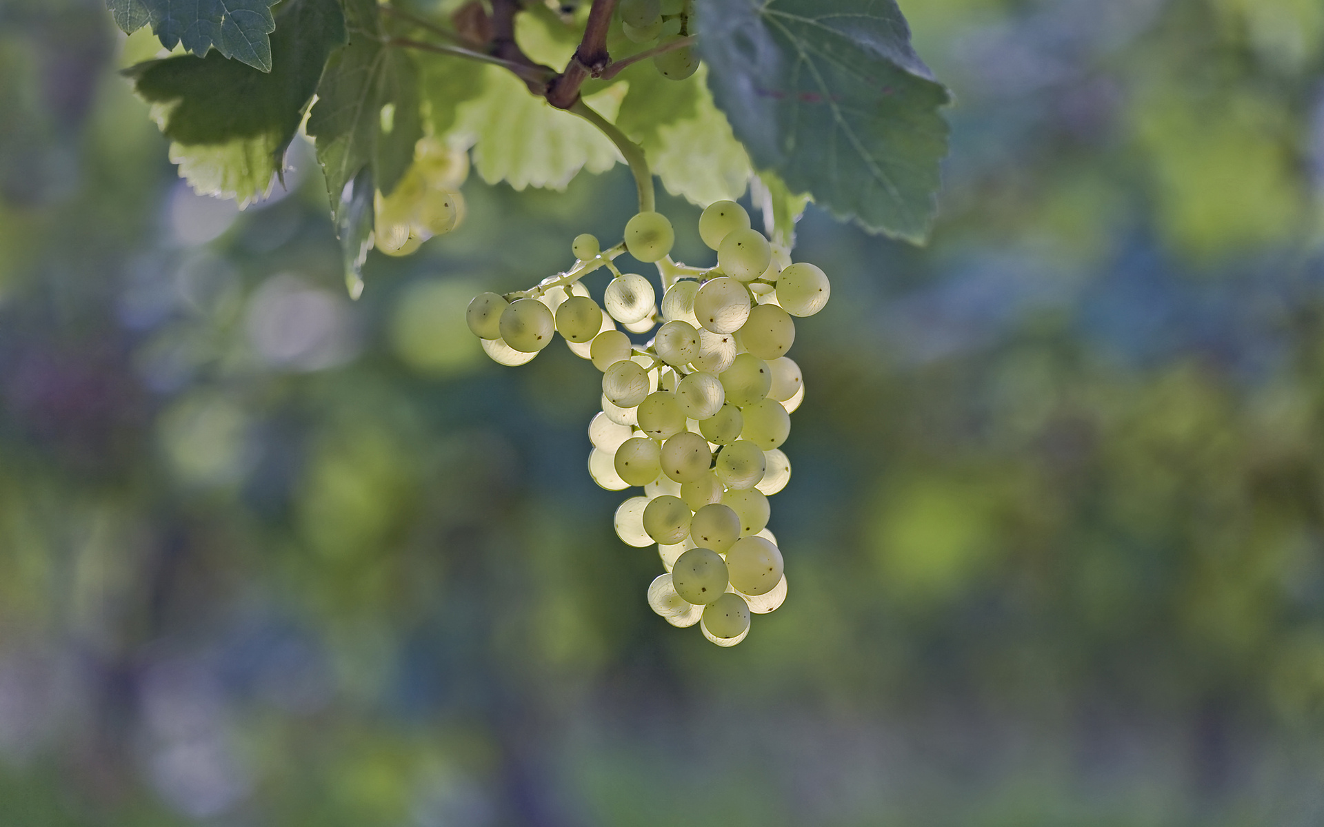 Гроздь винограда фото на ветке
