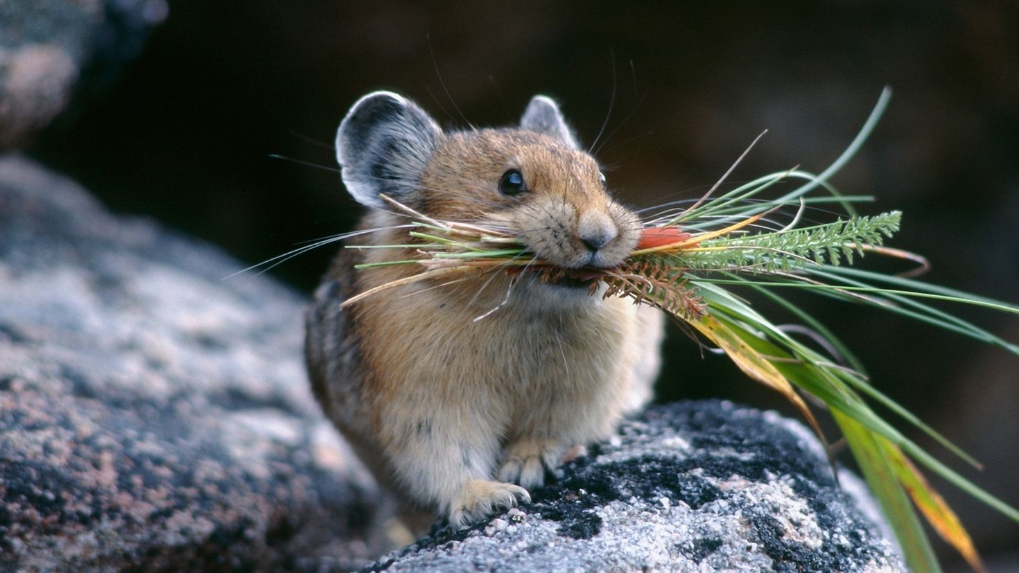 Rus mice. Монгольская пищуха. Пищуха Полевая. Американская пищуха (млекопитающее). Илийская пищуха.