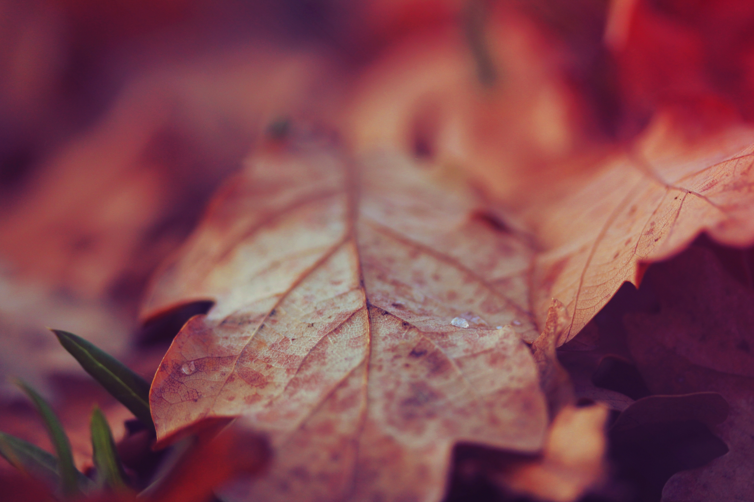 autumn, macro, surface, sheet, leaf, dry Smartphone Background